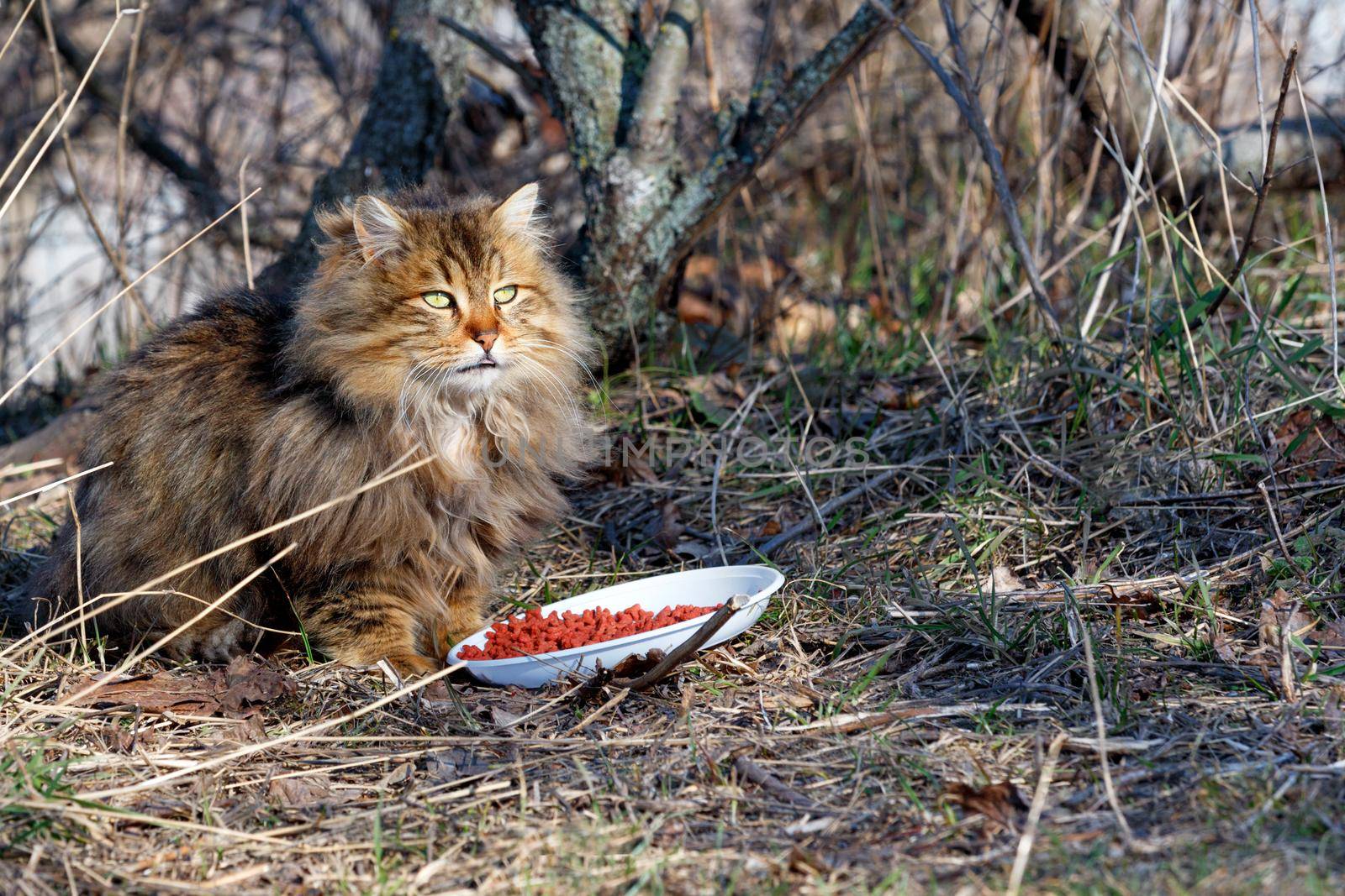 A beautiful fluffy cat prepares to dine outdoors in a spring park warming up in the sun. by Sergii