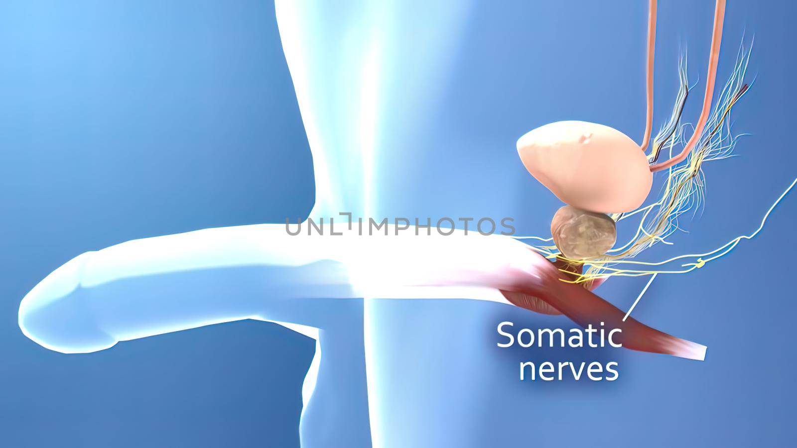 Male reproductive system 3D illustration .