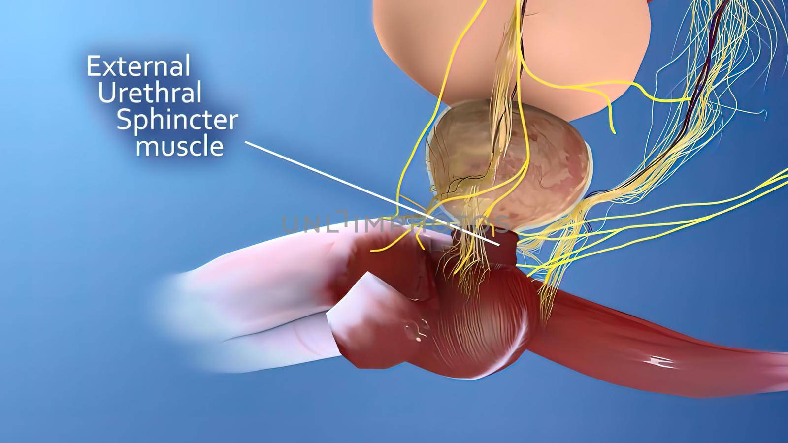 Male reproductive organ 3D illustration anatomy .