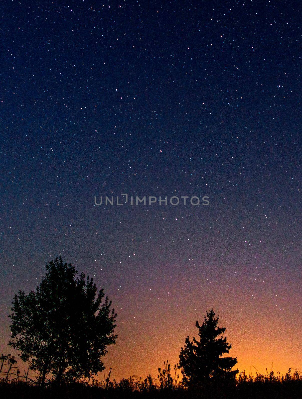 Silhouettes of low trees against the background of the night starry sky and the setting sun. by Sergii
