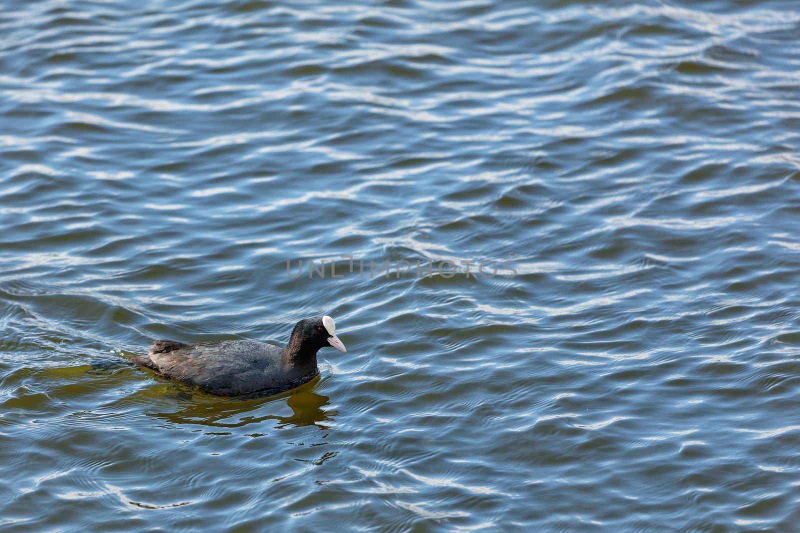 A wild coot bird with black textured plumage and white forehead quickly swims along the surface of the river. Aquatic waterfowls. Copy space.