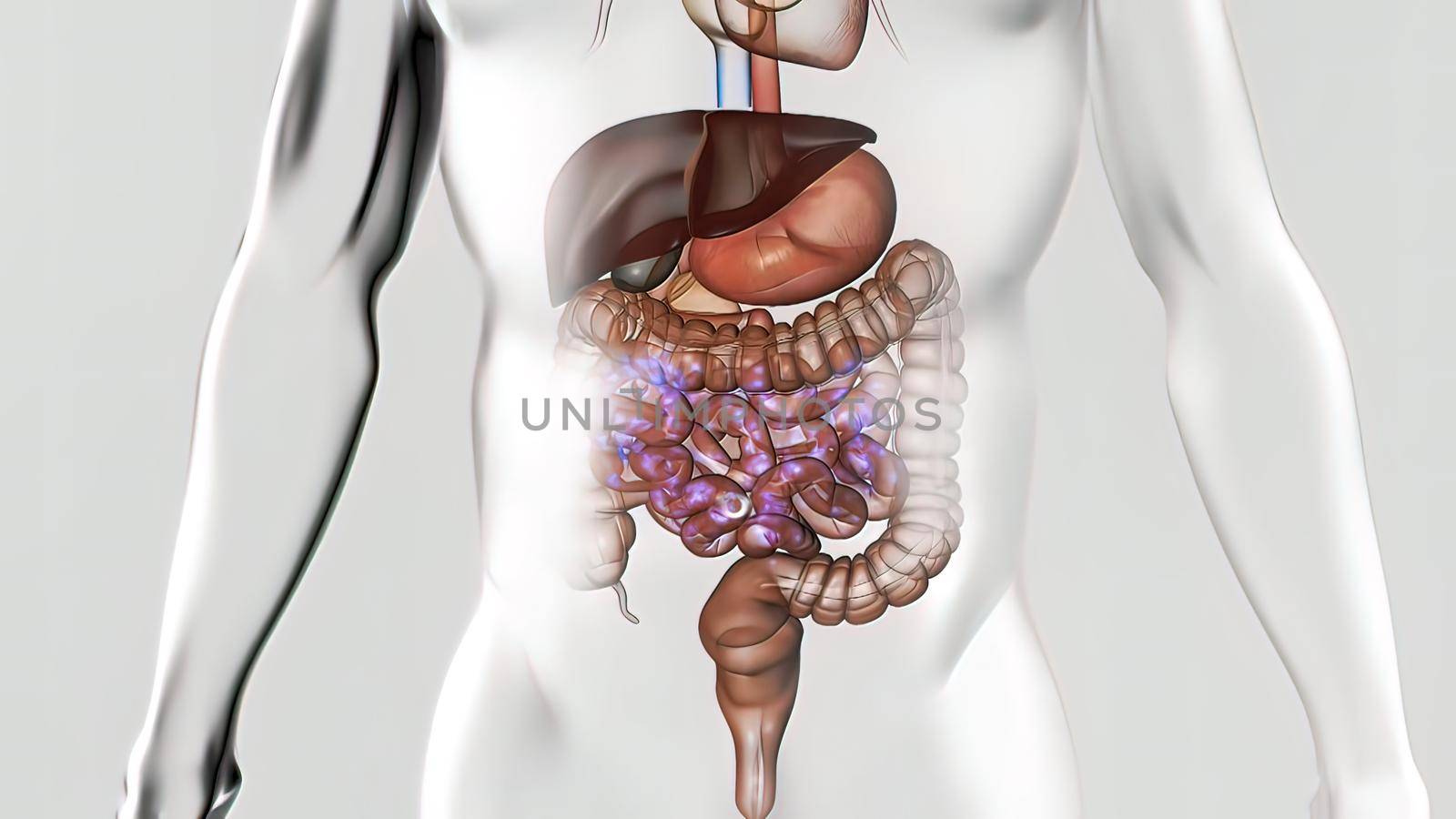 Human Digestive System Anatomy Concept. 3D illustration by creativepic