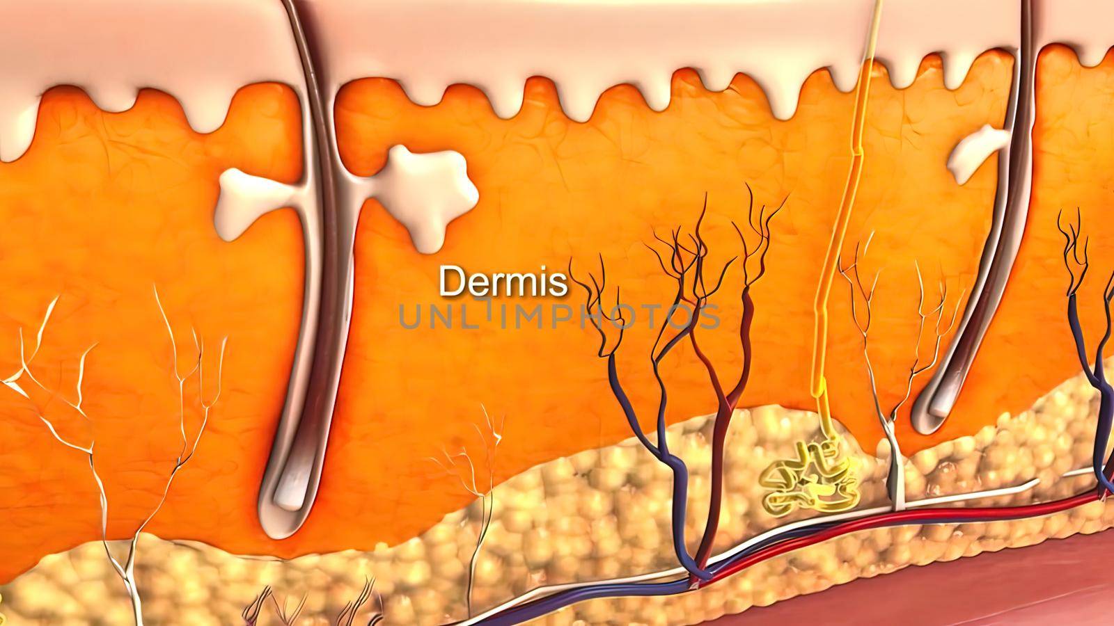 Anatomical structure of the skin 3D illustration