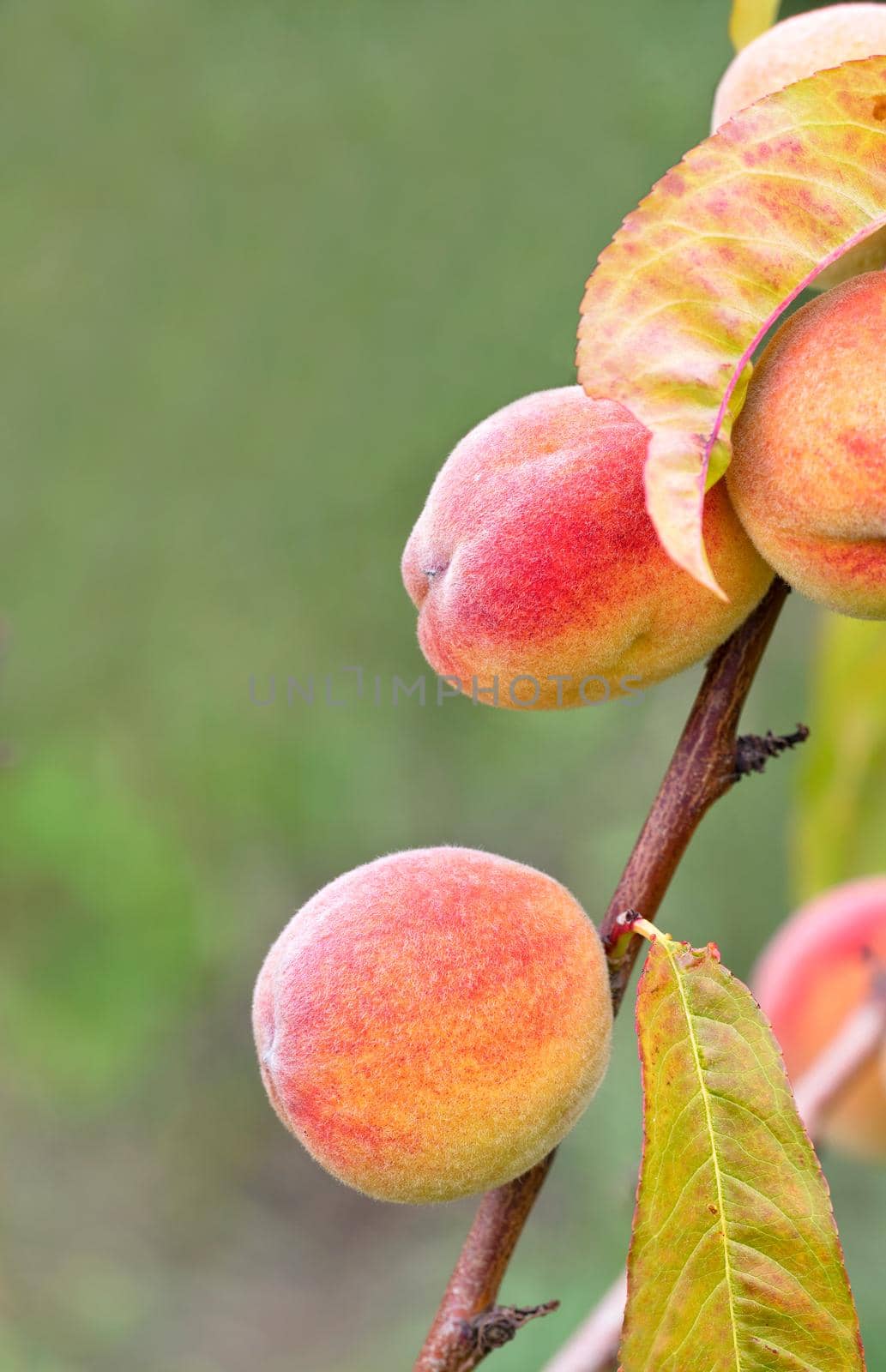 Sweet ripe peaches grow on a young tree branch, close-up. by Sergii
