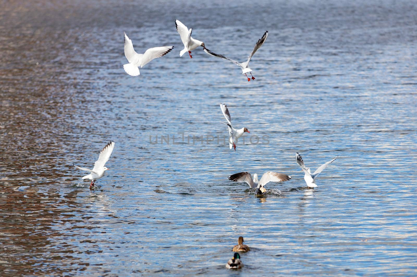 The struggle of river gulls on the water for a crust of bread. Ducks and seagulls on the water. Waterfowl. Ornithology. A flock of birds.