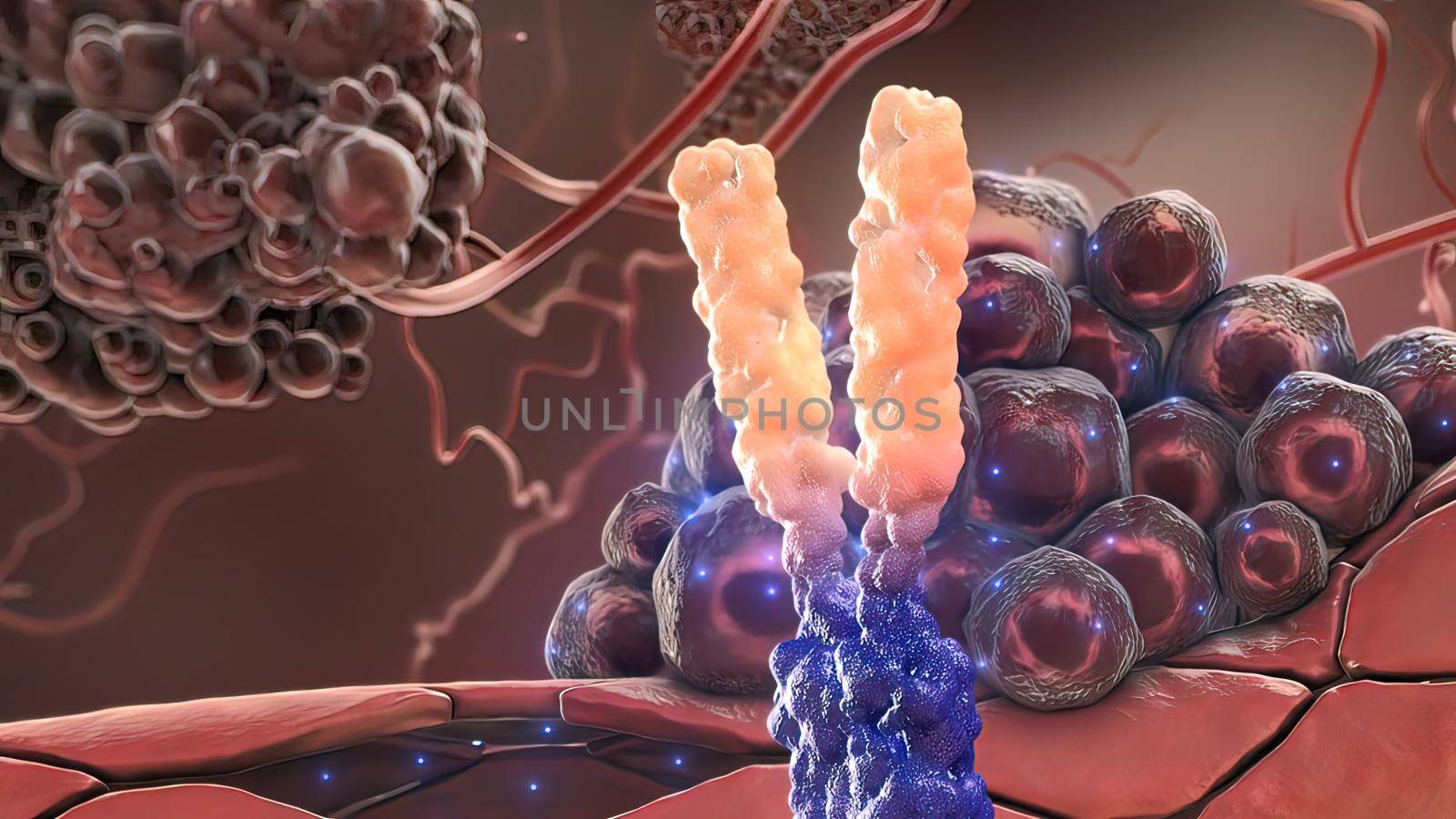 Extracellular domain receptor and antibody 3D illustration