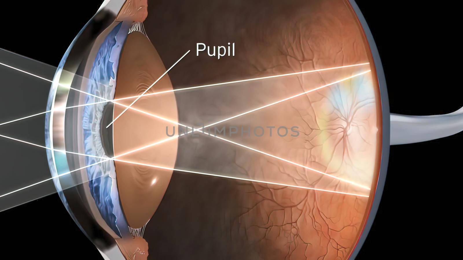 Eye Anatomy - Internal Structure, Medically Accurate 3D illustration