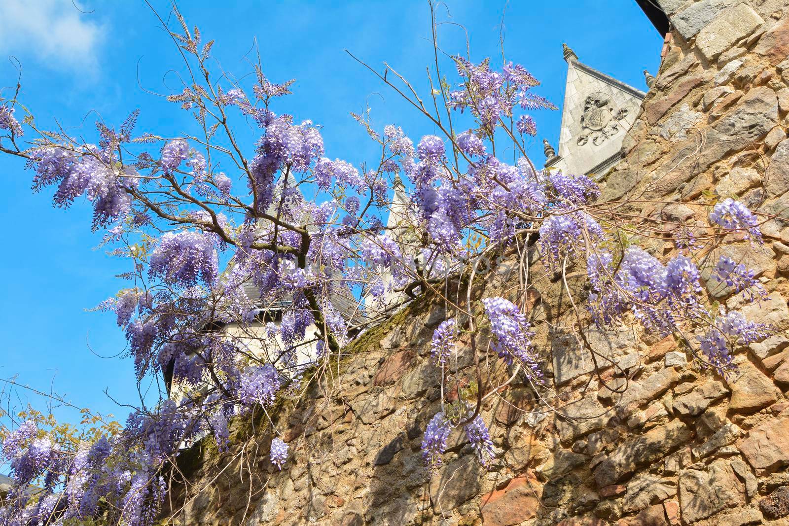 Branches of purple wisteria hanging from a stone wall