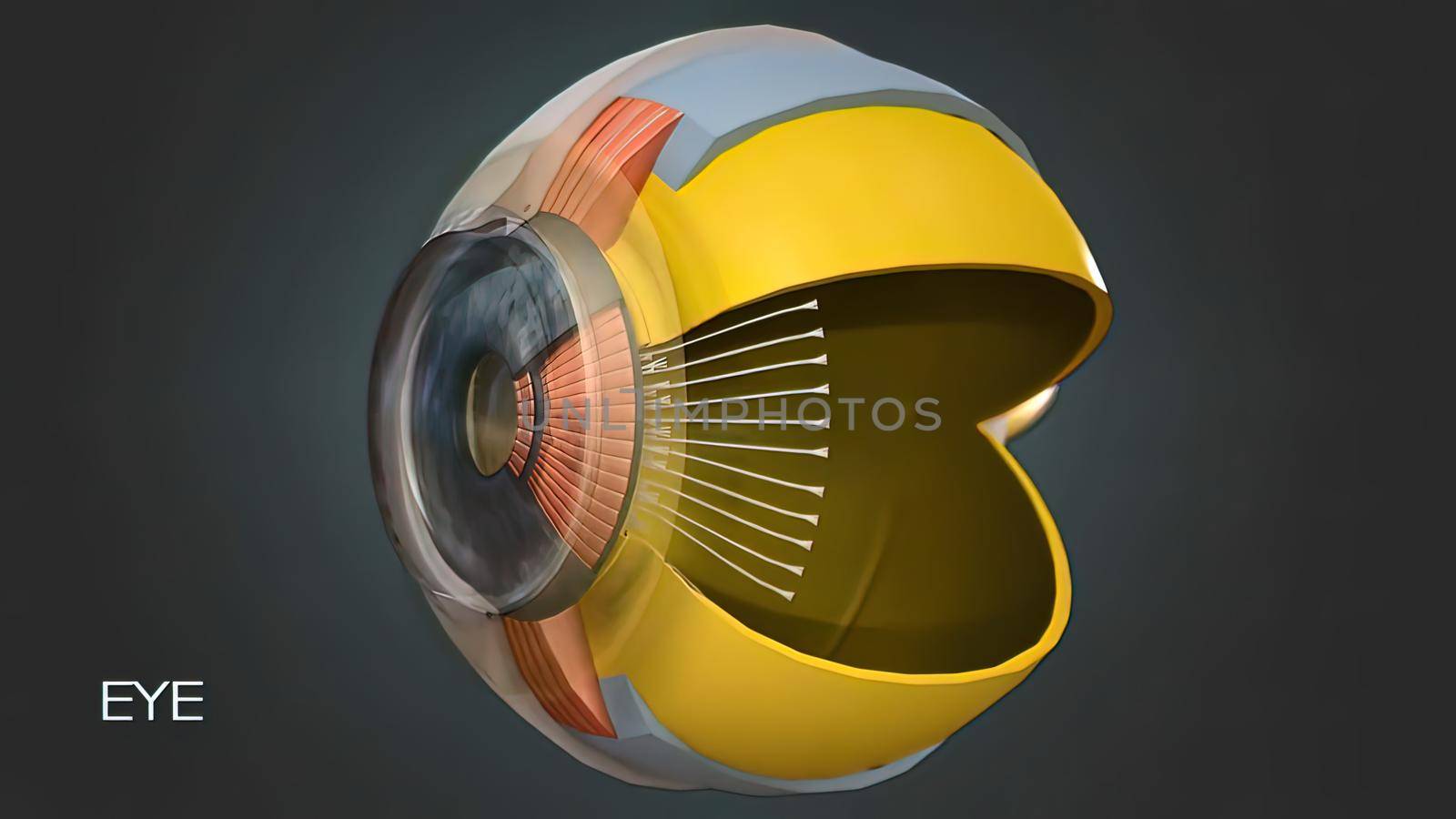 Eye Anatomy - Internal Structure, Medically Accurate 3D illustration