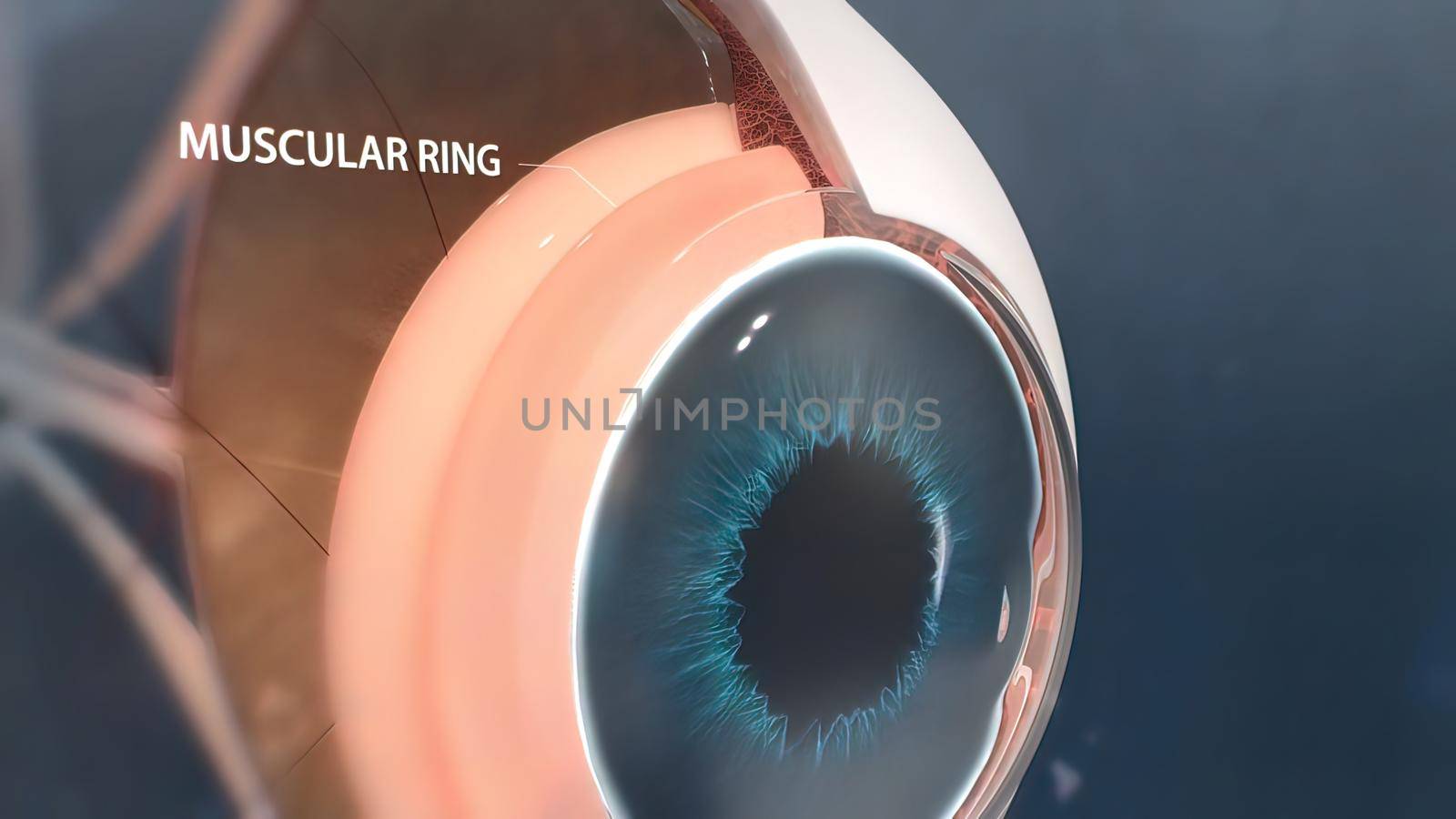 Eye Anatomy - Internal Structure, Medically Accurate 3D illustration