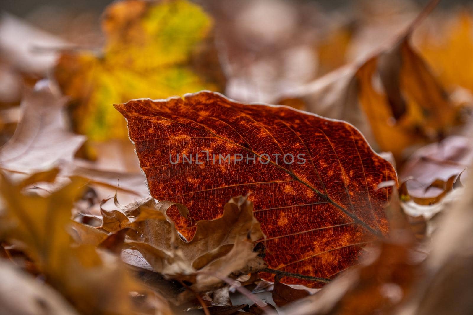 Red beech leaf texture. Close-up of dry leaves backlighted in sunny autumn park.