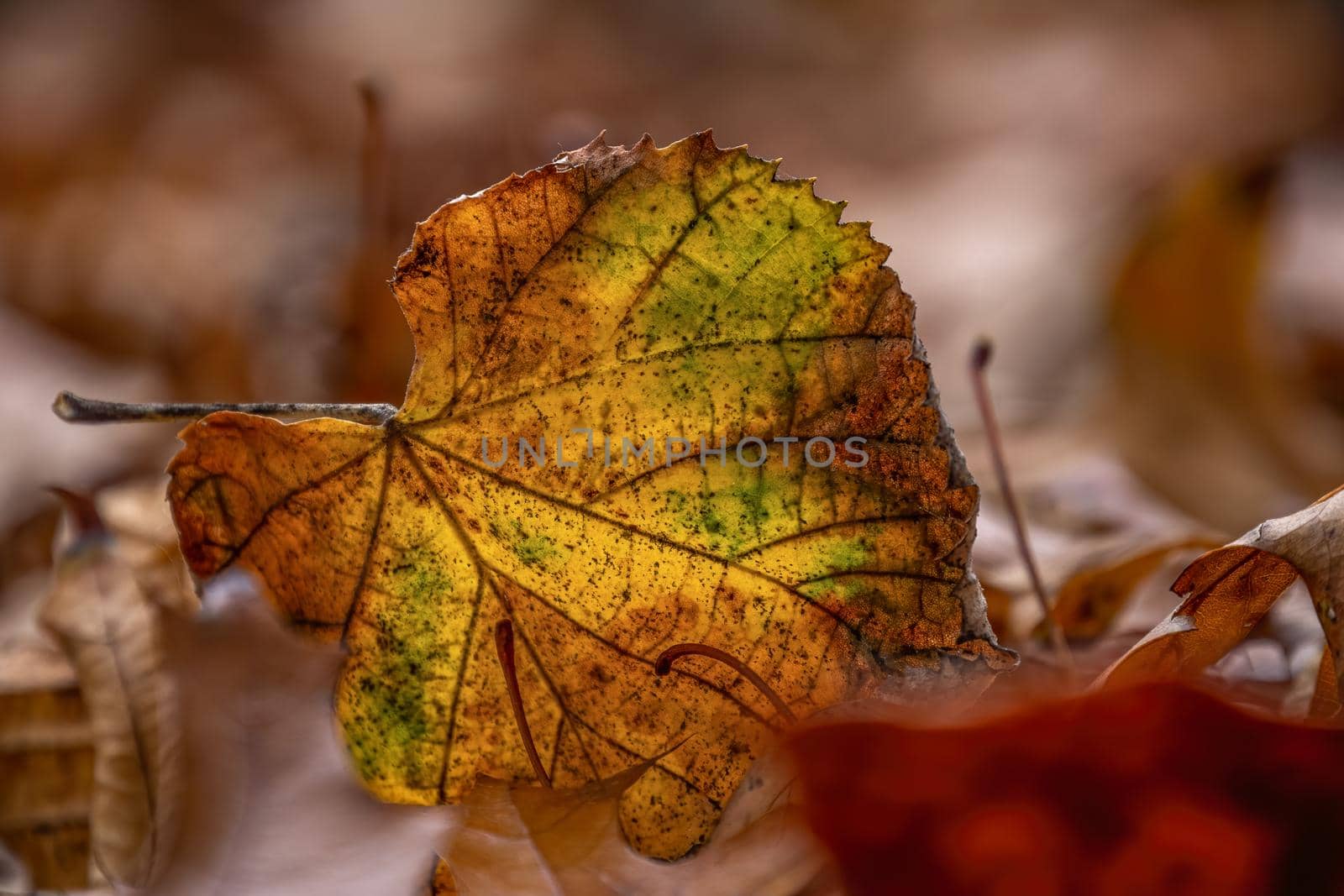 Yellow green leaf texture. Close-up of dry leaves backlighted in sunny autumn park by apavlin