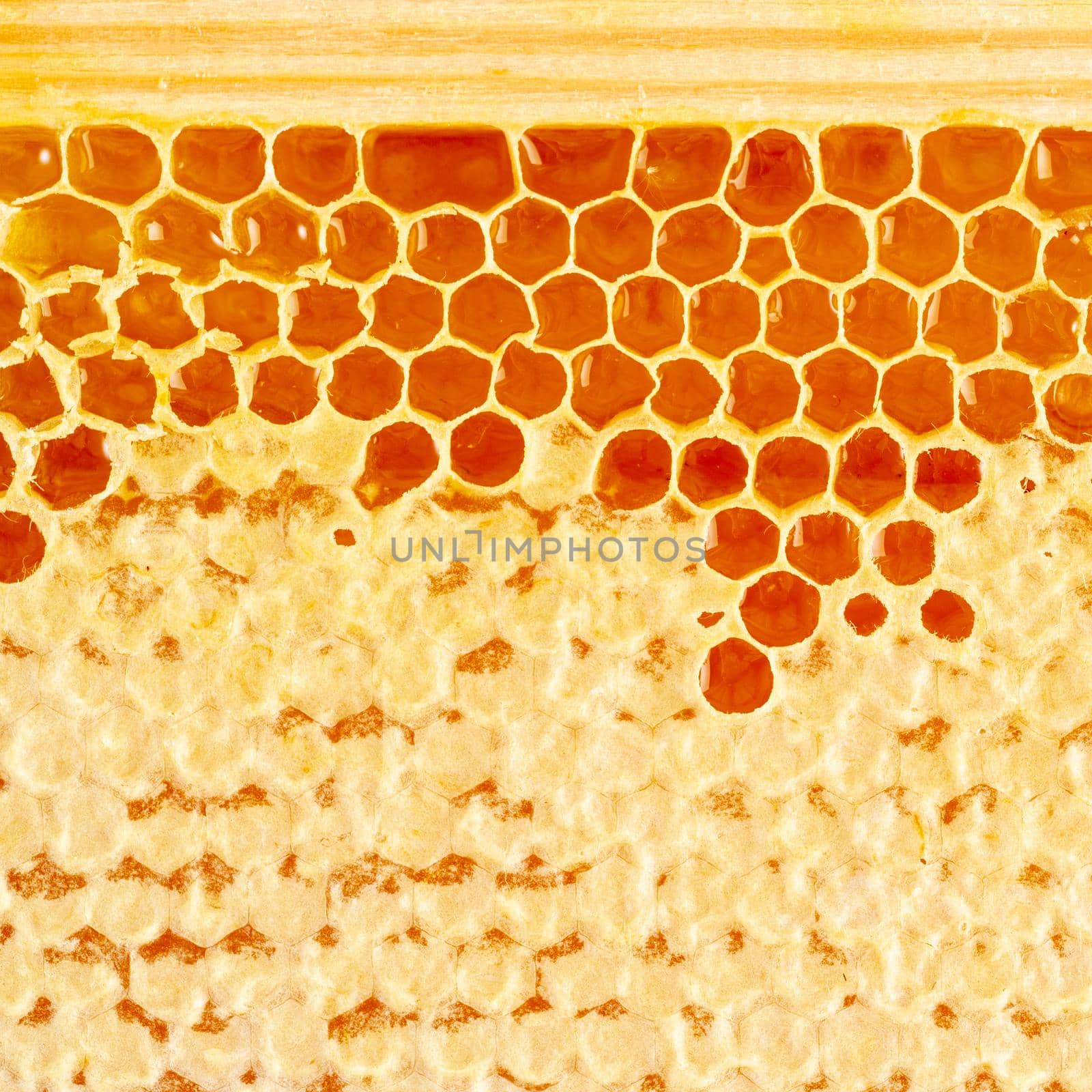 bee honeycomb closeup, fresh stringy dripping sweet honey, macro background.