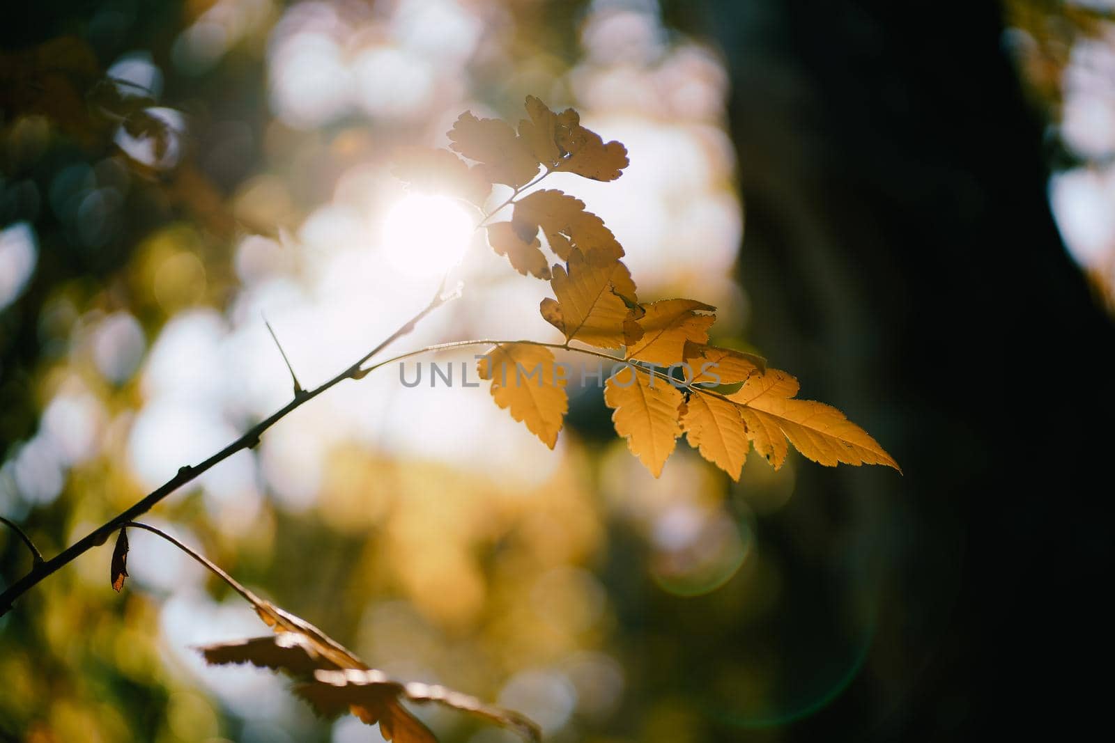 Autumn yellow oak leaf in the sun. High quality photo