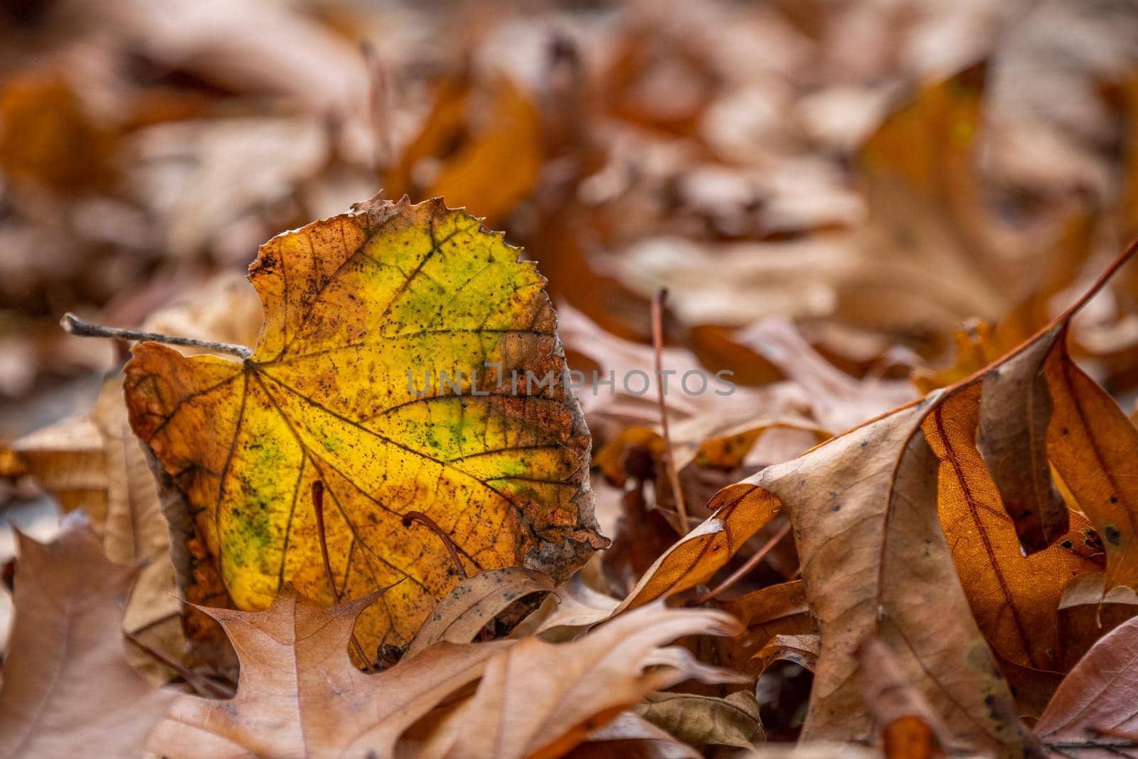 Close-up of dry foliage. Orange, yellow and red autumn leaves in a park by apavlin