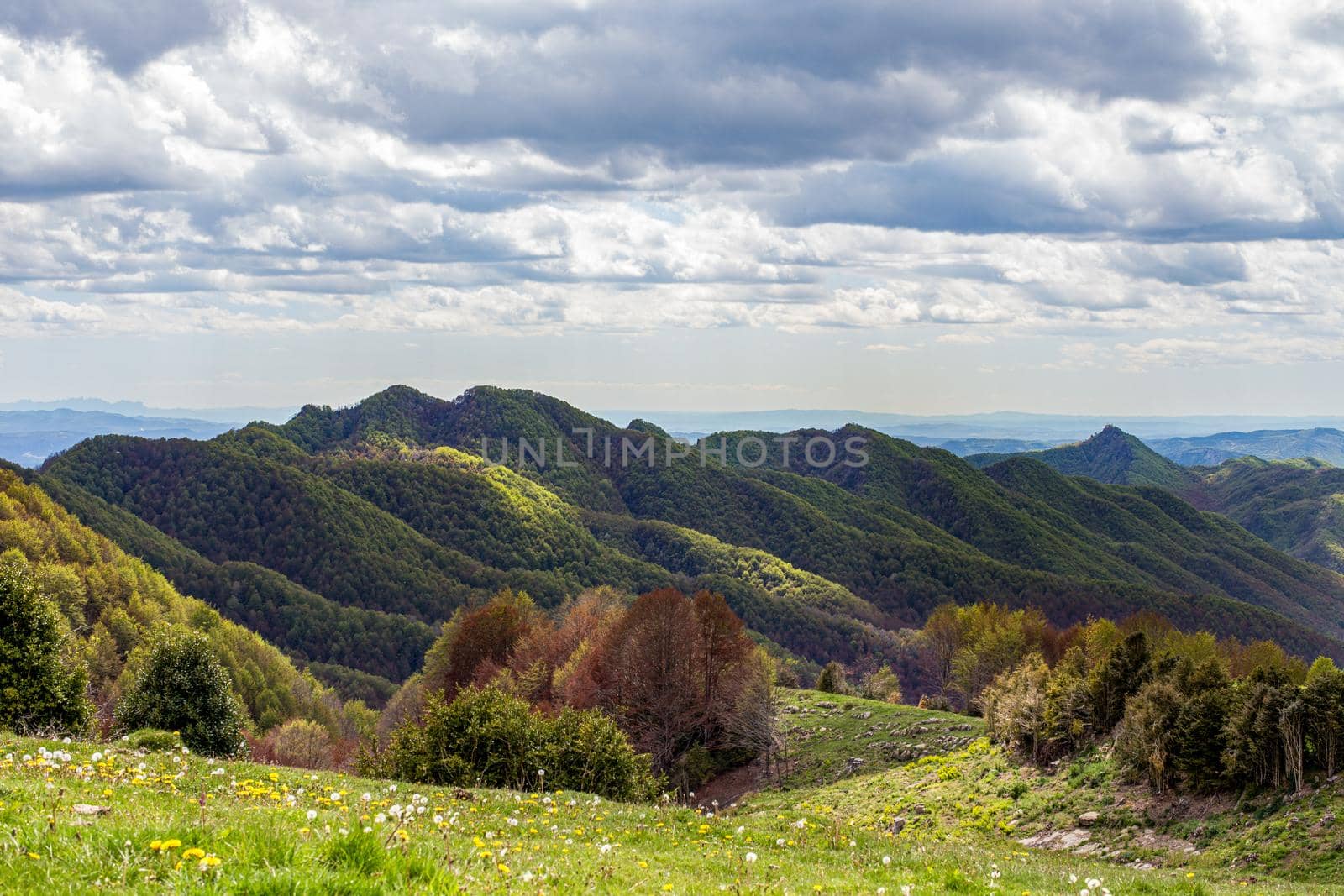 Green mountain peaks partially lit by the sun. Forest and green meadow in the foreground. Catalunya, Spain by apavlin