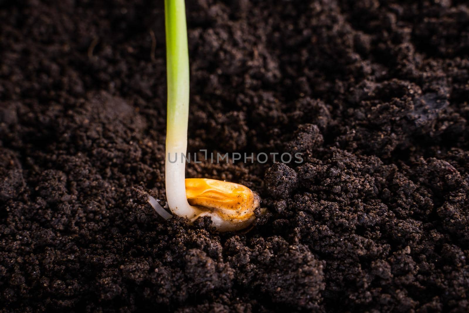 Germinated corn seed close-up on the ground. Sweet corn sprout, root