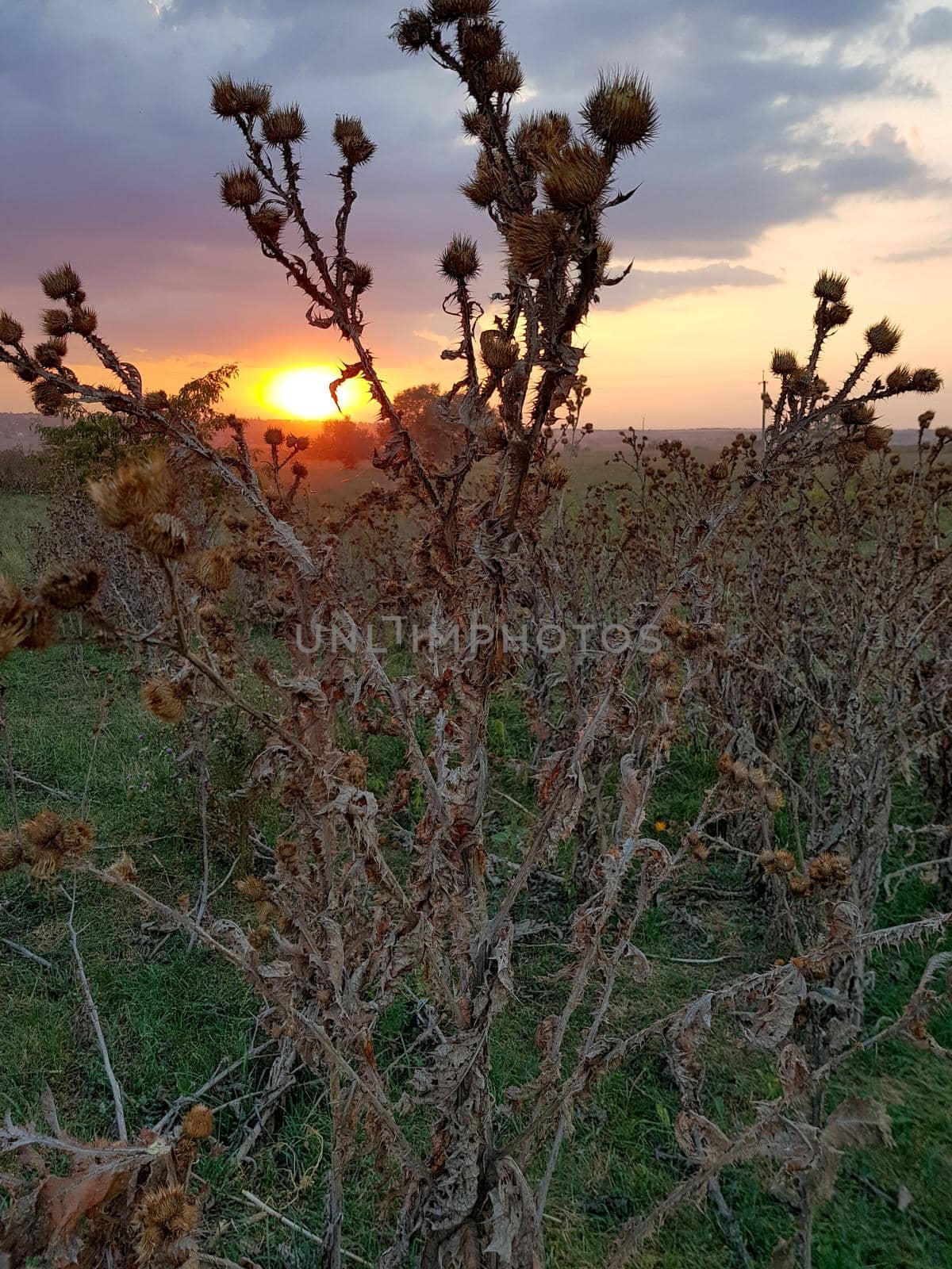 Sunset in a meadow with high thistle and autumn flowers