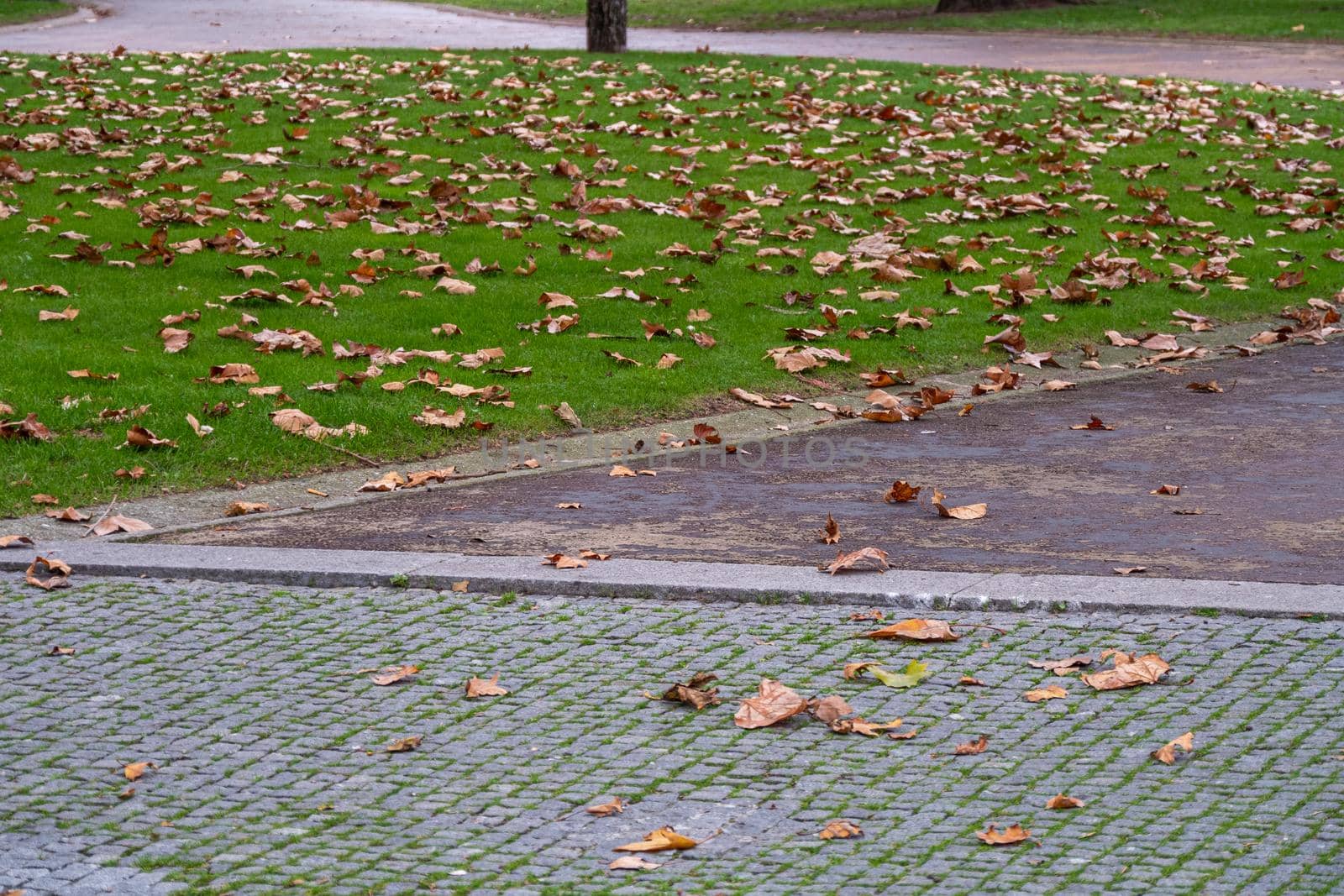 Fallen maple leaves on grass and paving stones in a city park.