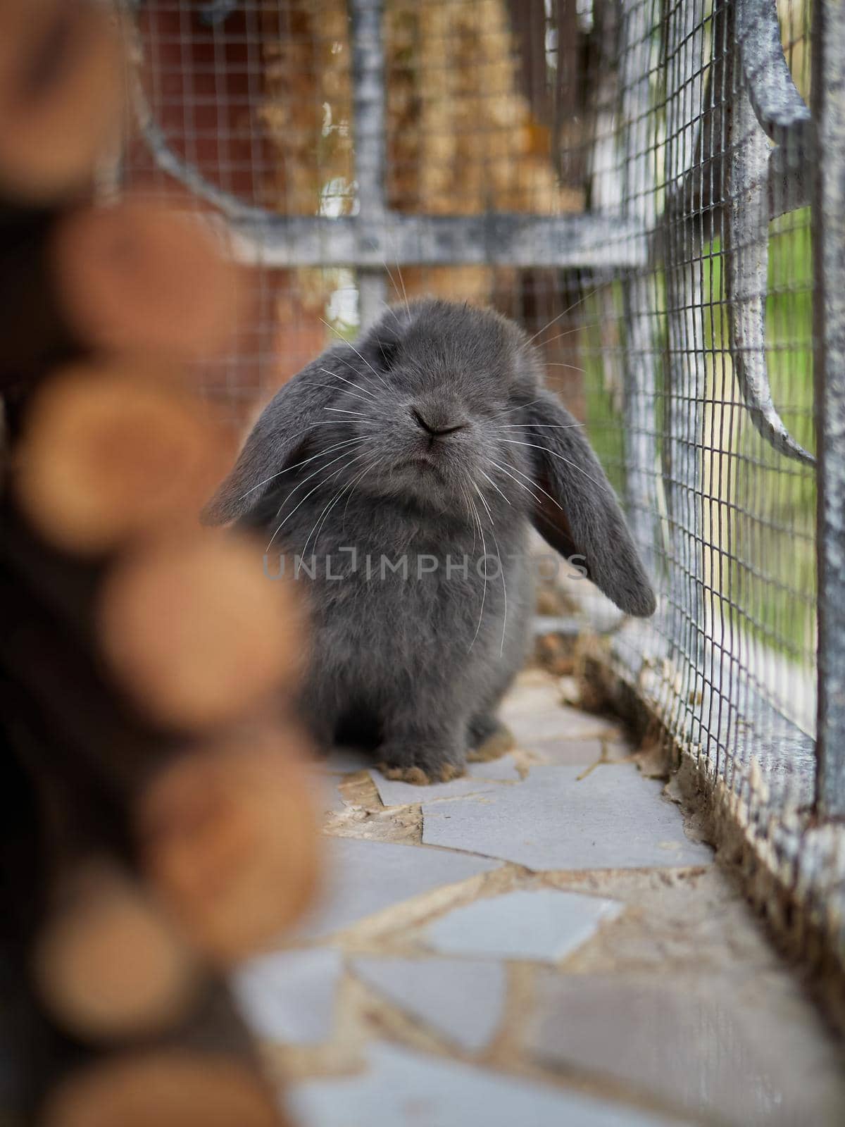 Little curious gray rabbit looking into the camera by apavlin