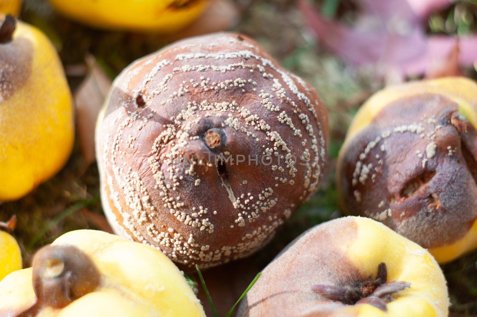 Rotten quince apple on the fruit tree, Monilia laxa infestation, plant disease. High quality photo