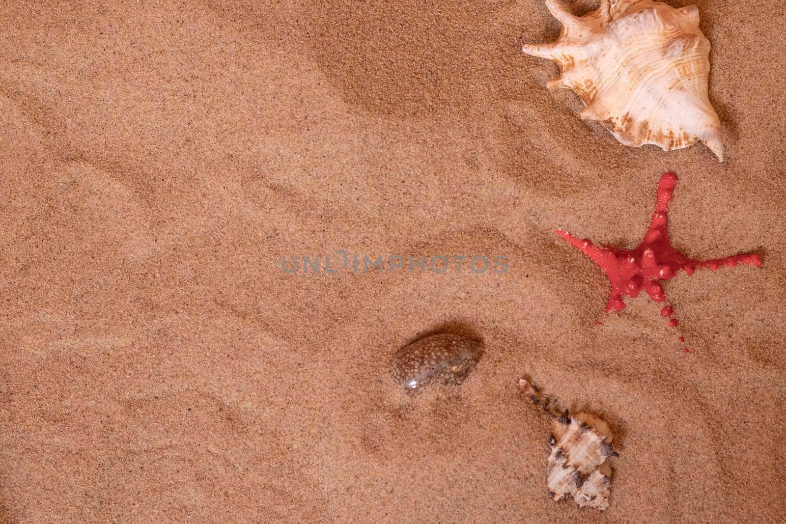 Seashells on sand. Sea summer vacation background with space for the text. Top view.