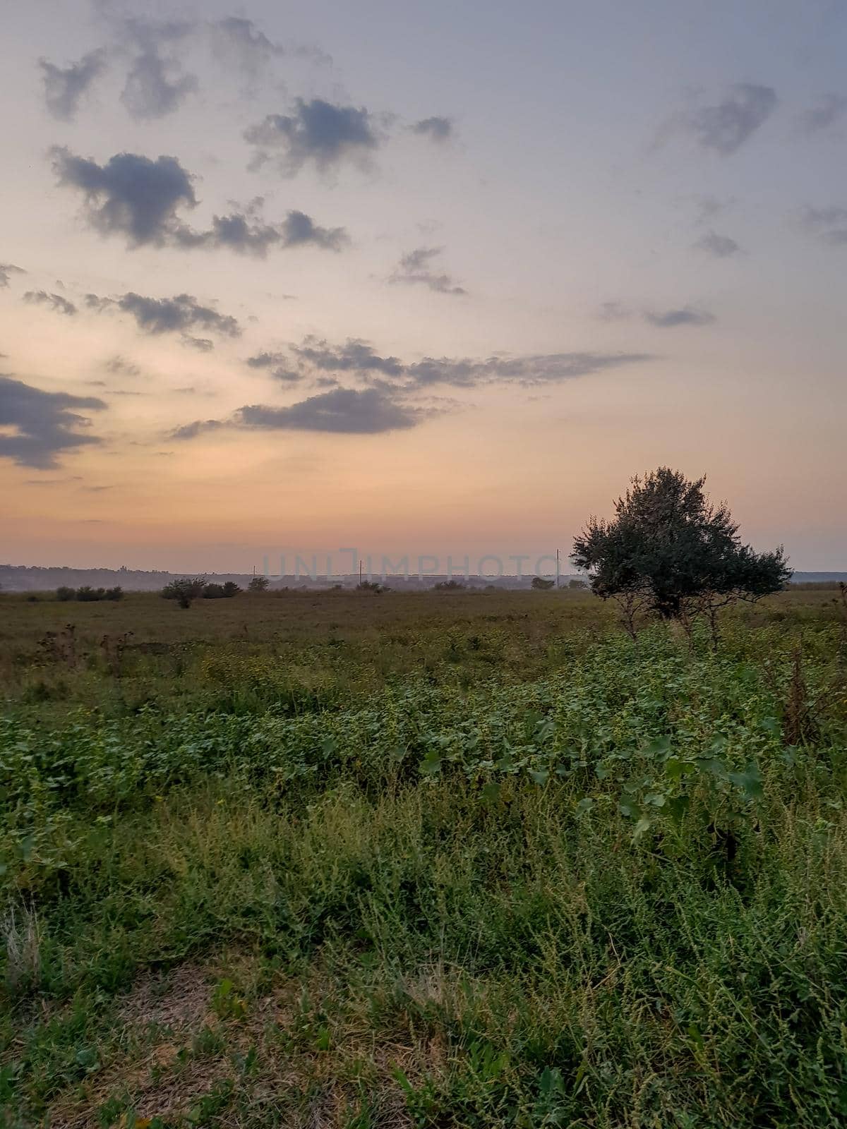 Sunset in a meadow with high thistle and autumn flowers