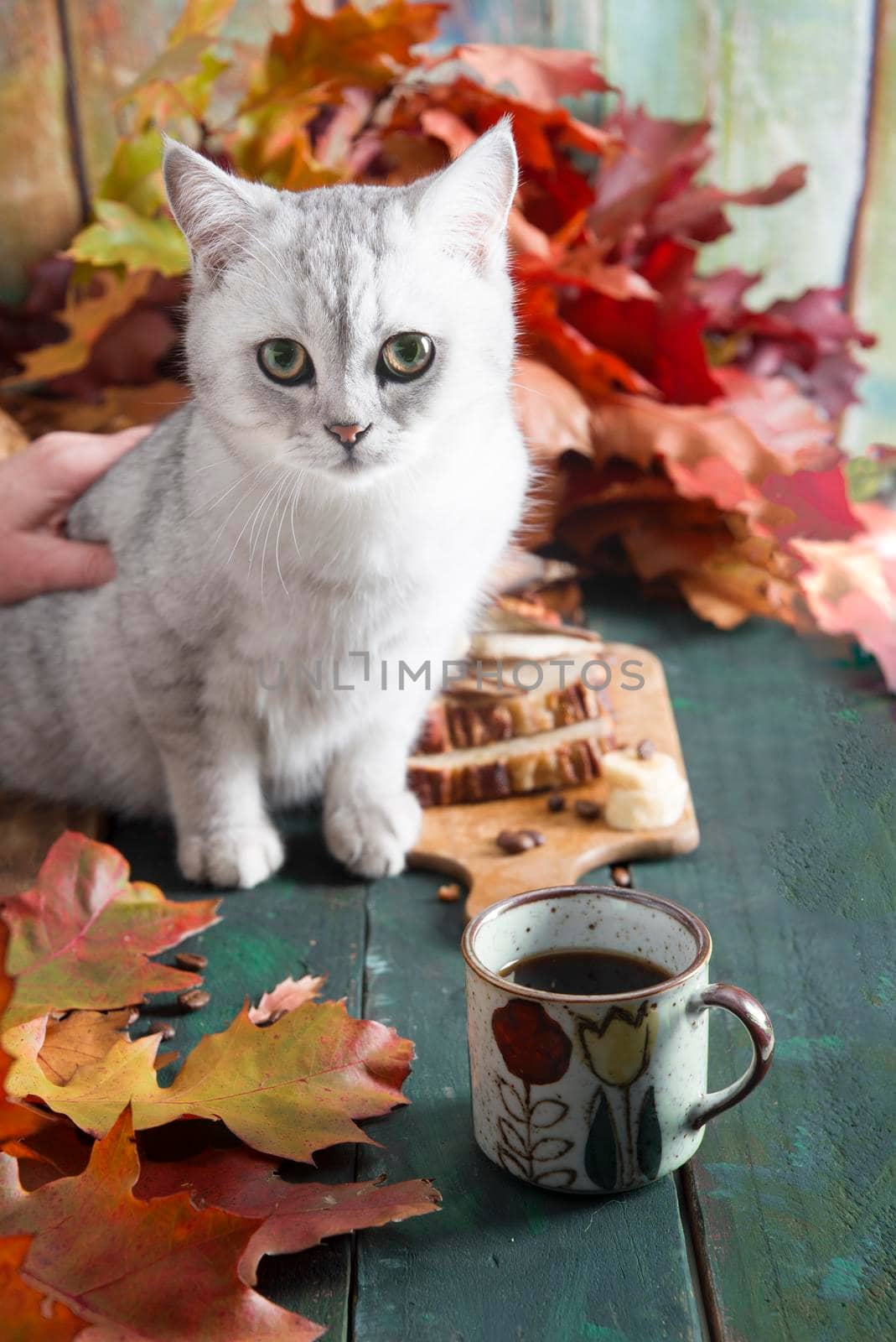 a curious kitten sits on a table with a banana pie against bright autumn leaves,. High quality photo