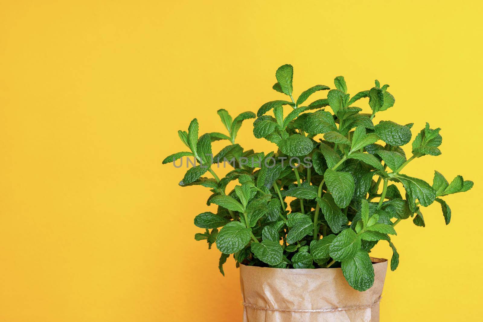 Bush of fresh green organic mint in a pot at yellow background. Peppermint growing at home