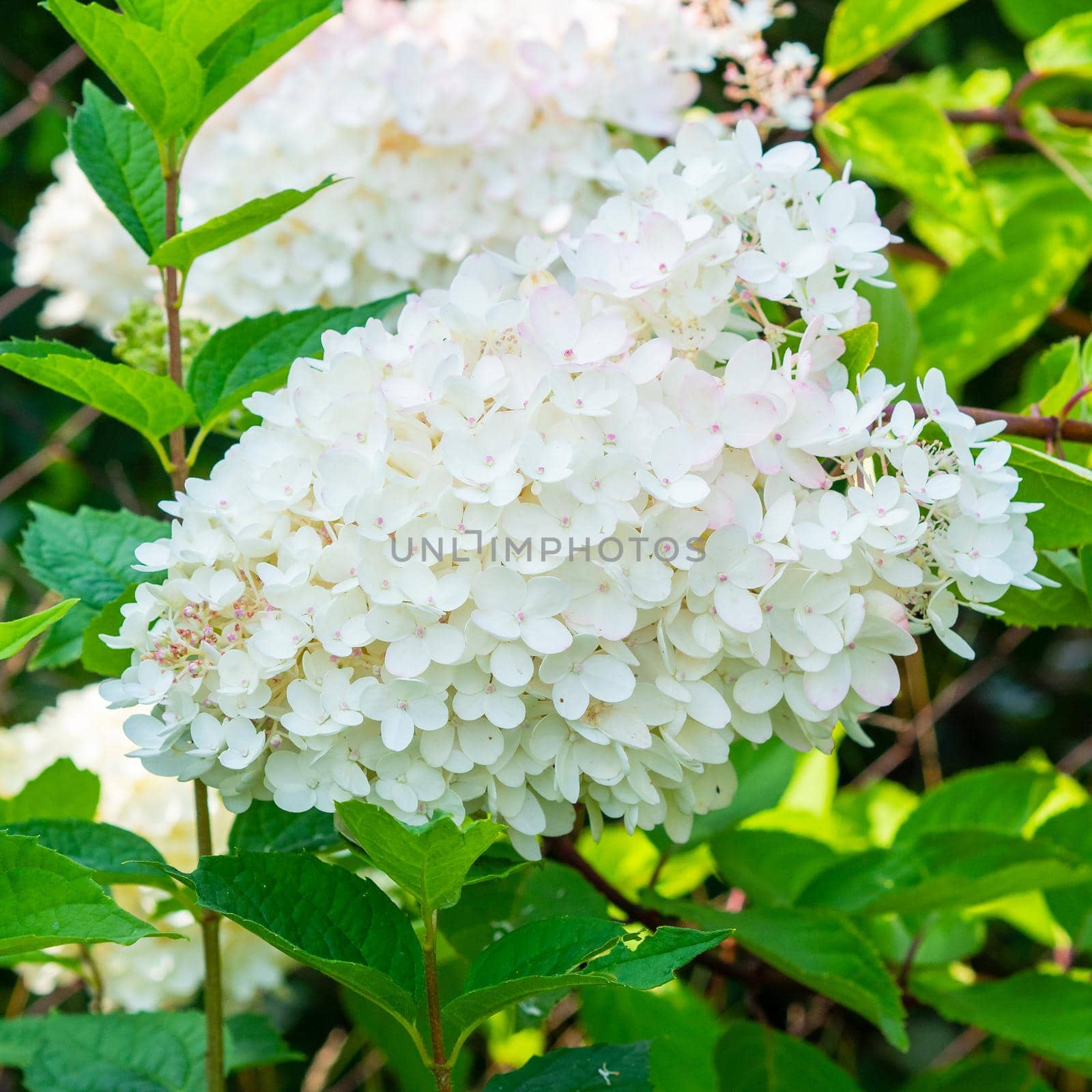 lovely blooming white big hydrangea, floral background.