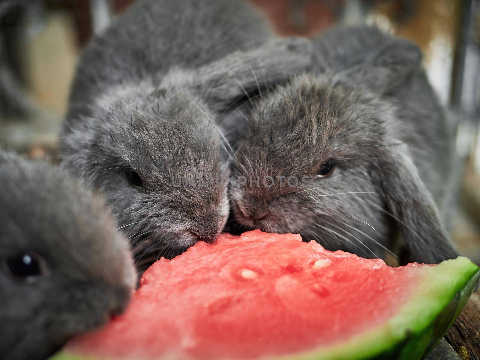 Close-up of three little grey rabbits eating watermelon.