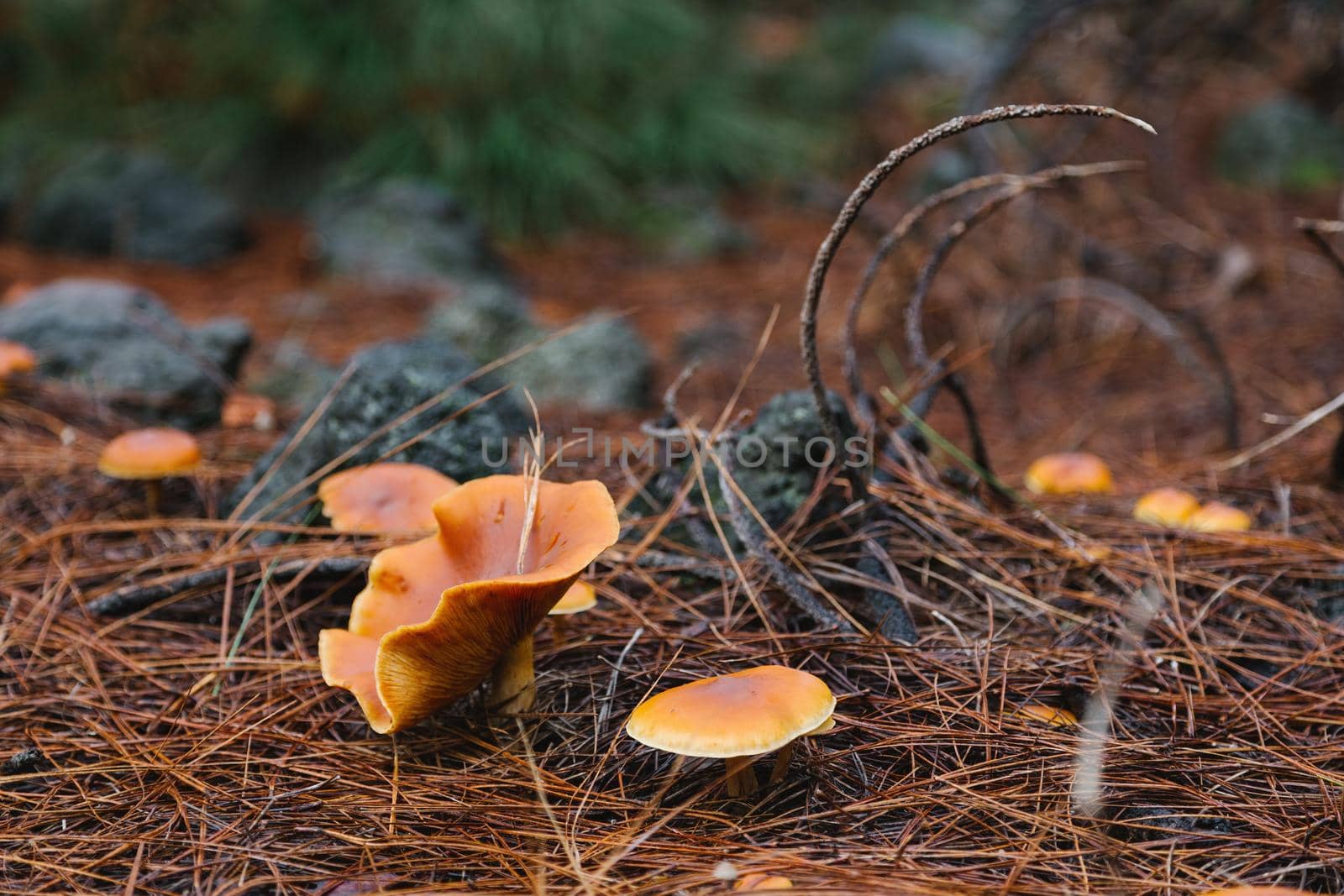 Yellow false chanterelle mushroom on the pine forest floor, selective focus by apavlin