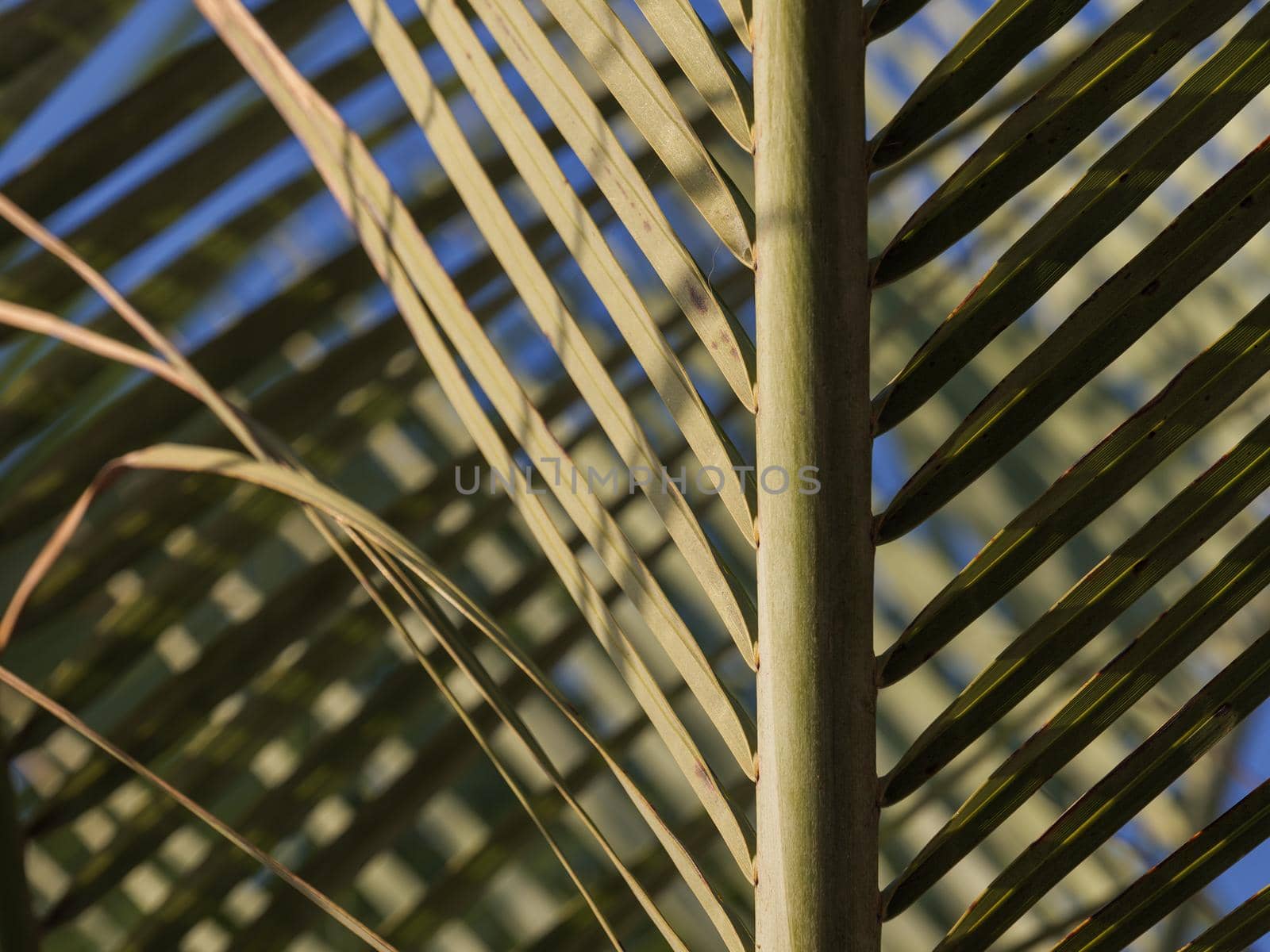 Part of palm leaf, abstract green texture background.
