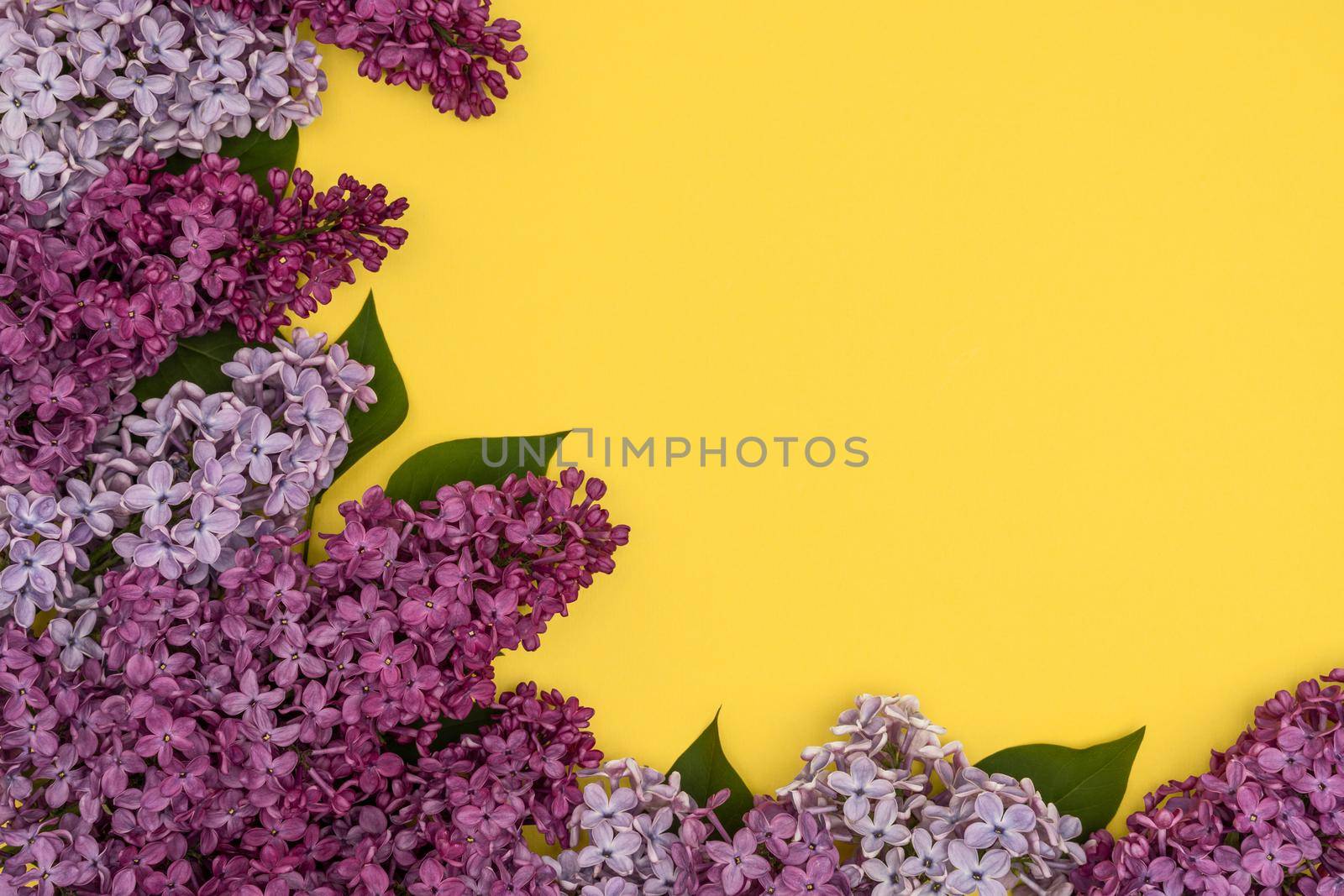Decorative frame of lilac flowers and space for text. yellow background, flat lay. Space for text by Matiunina