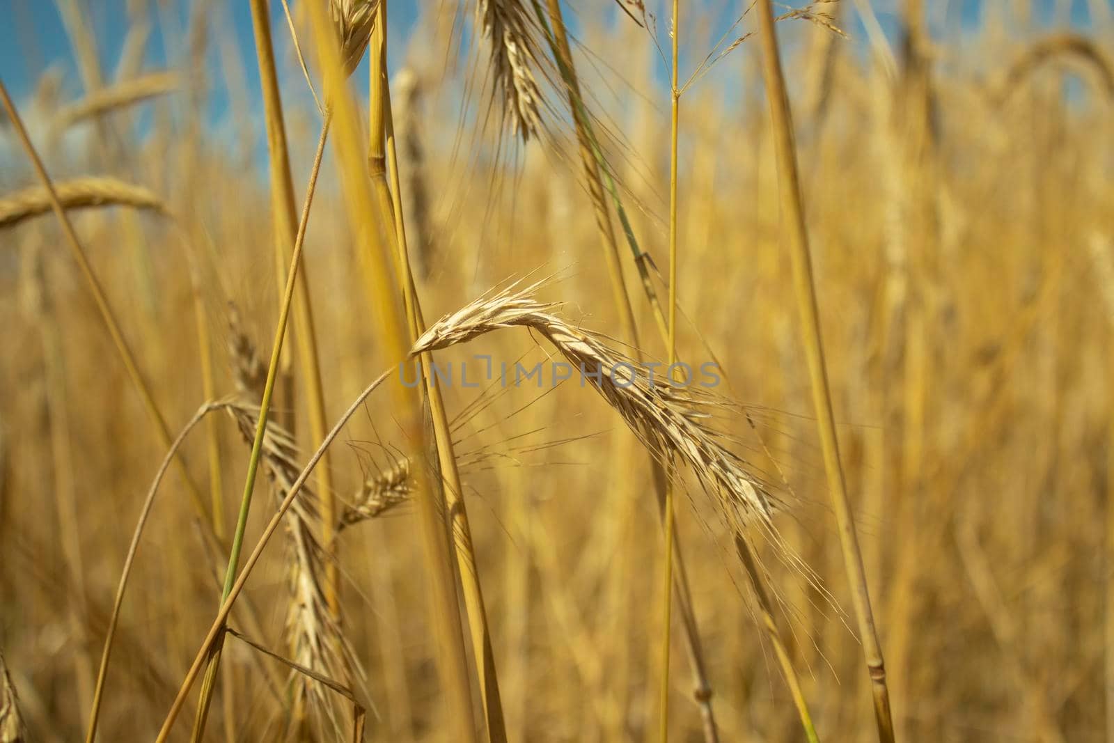 landscape field of ripening wheat against blue sky. Spikelets of wheat with grain shakes wind. grain harvest ripens summer. agricultural farm healthy food business concept. environmentally organic by oliavesna