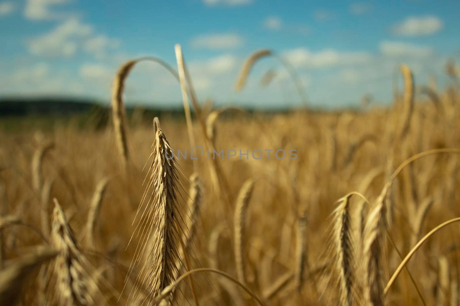 rye and sky. wheat and clouds. blue and yellow as the flag of ukraine. nature landscape. calm, atmosphere. freedom ukraine. peace without war.