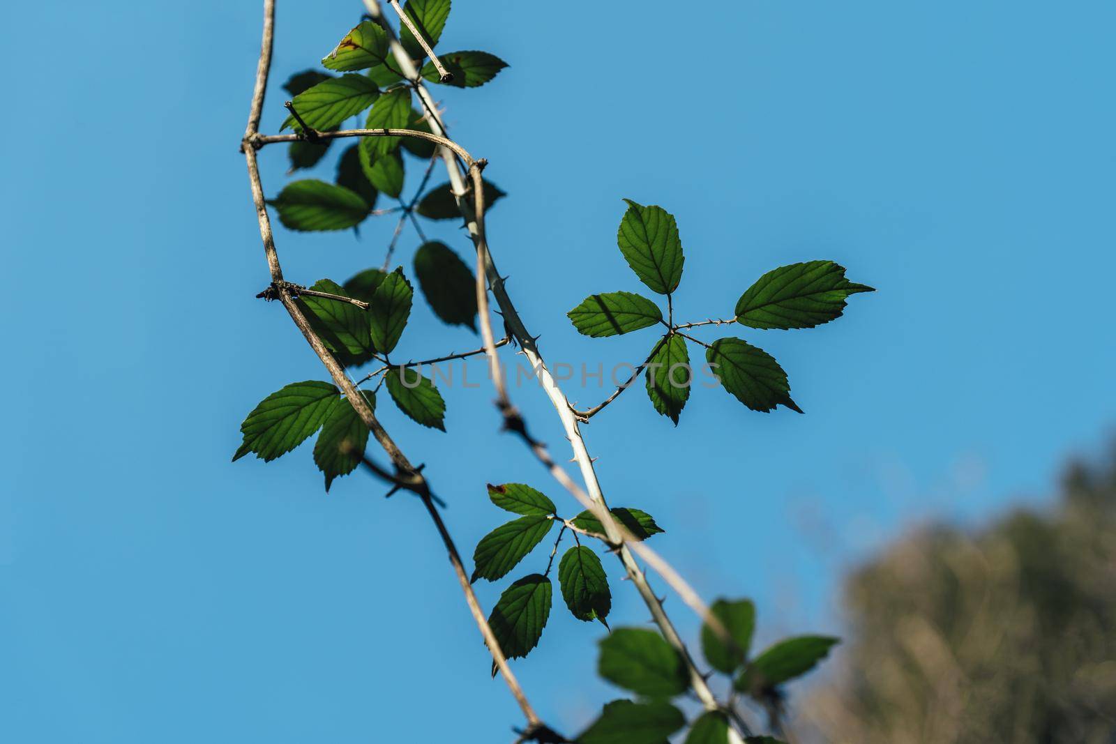 Close-up of a leaves of wild blackberry - rubus ulmifolius with blue sky background. Texture of green leaf