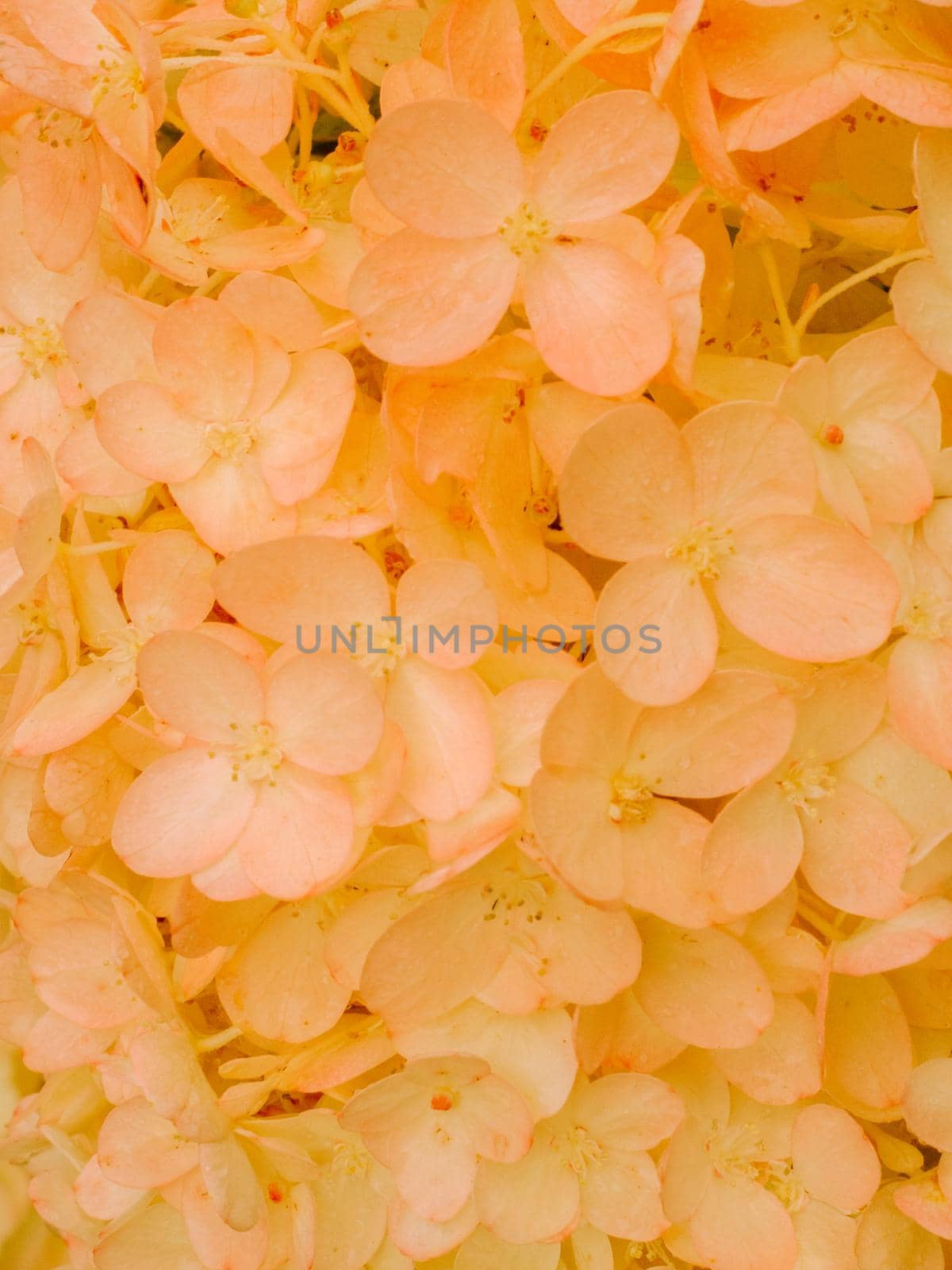 Gold and red autumn hydrangea flowers tender romantic floral background. by NataBene