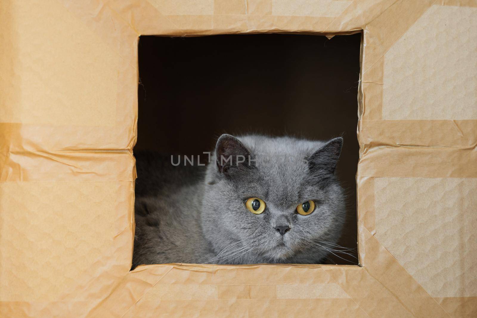 A sad british cat seat lonely in a cardboard box. Grey cat looking through the window. Concept of homeless and lonely pets