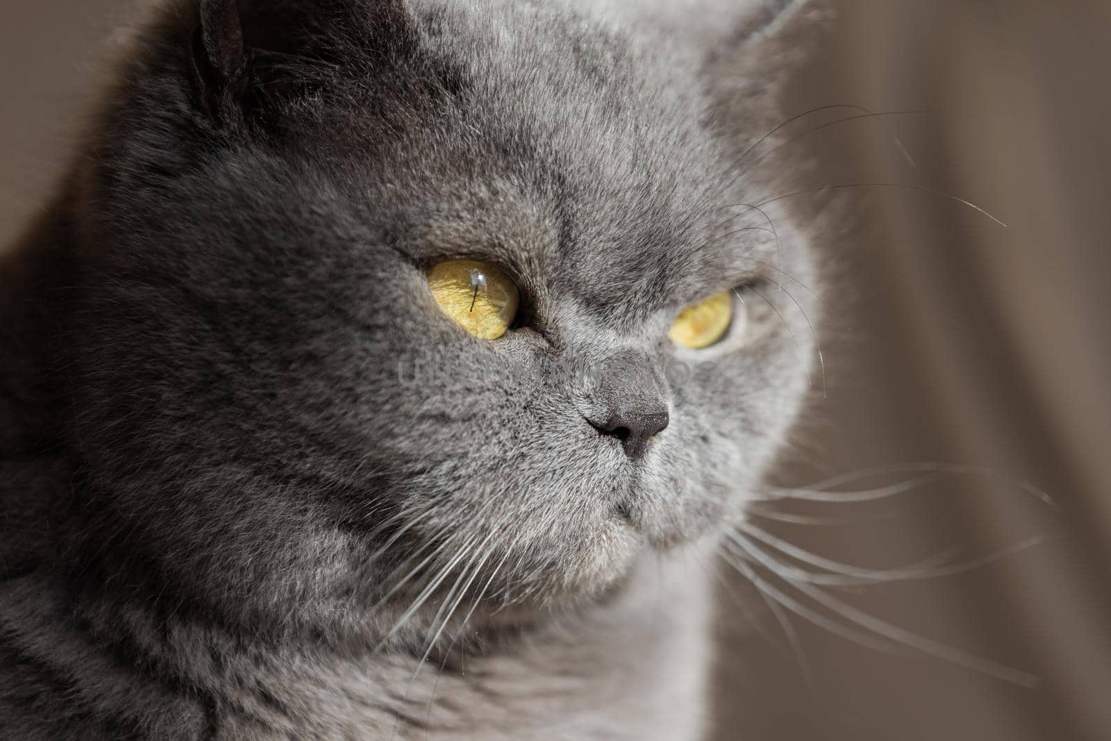 Gray British cat with yellow eyes, looking away, in the sunshine. Close-up, selective focus.
