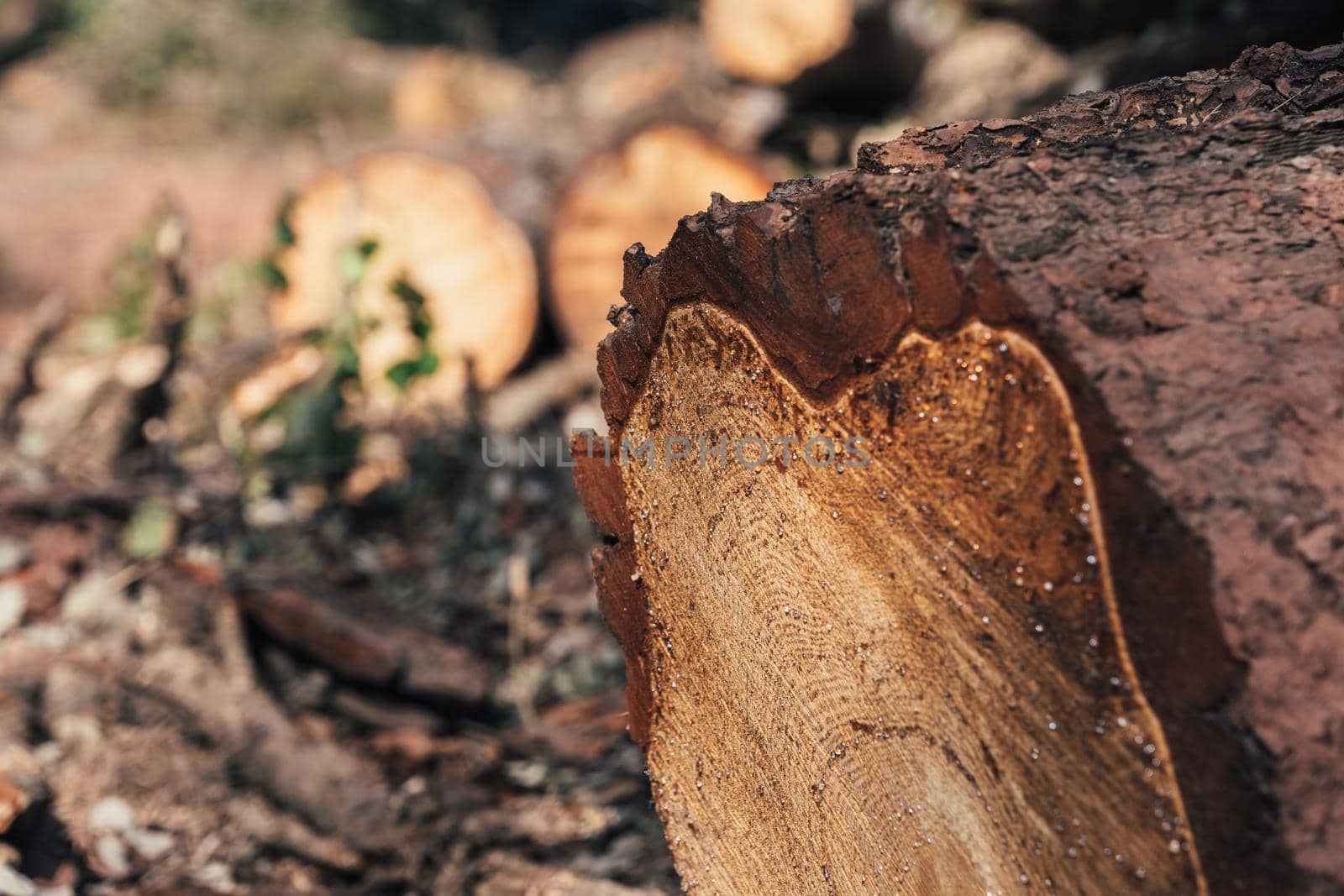 Freshly cut tree with annual rings. Close-up of round trunk with drops of resin. Selective focus