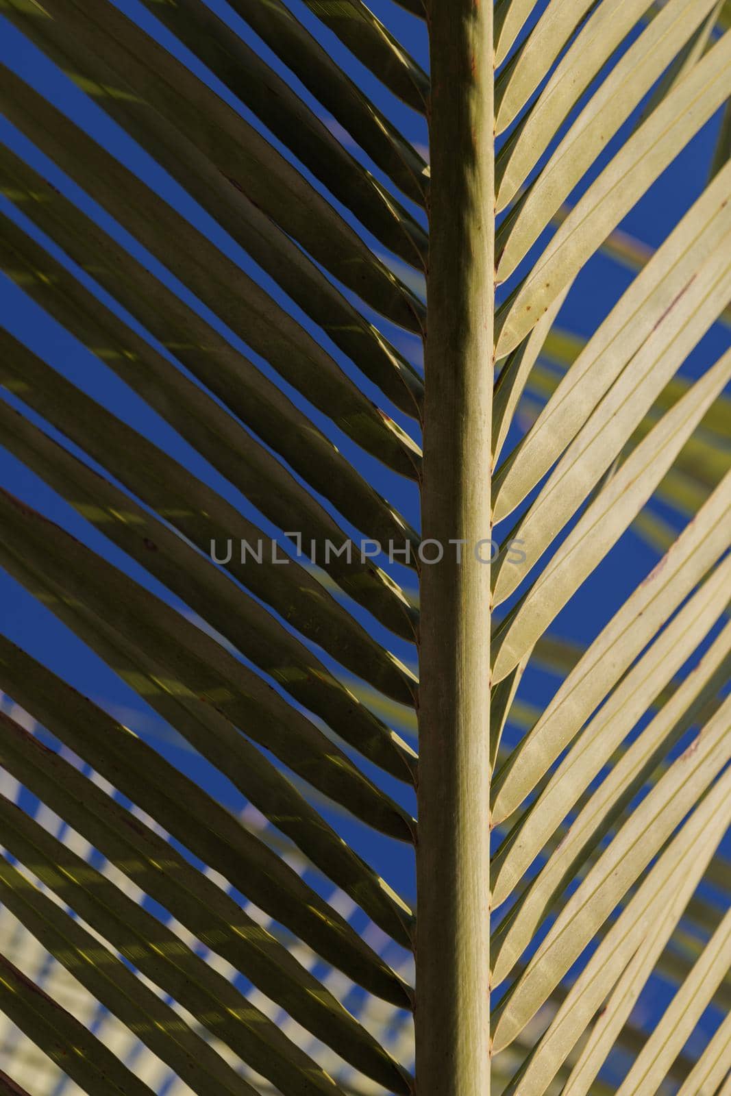 Part of palm leaf in shadow, other part sunlighted, abstract green texture.