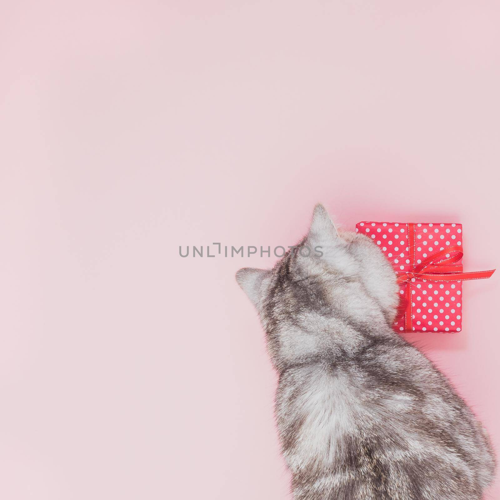 cat sitting next to the gift and looking at it, pink background, empty space for text, top view by NataBene
