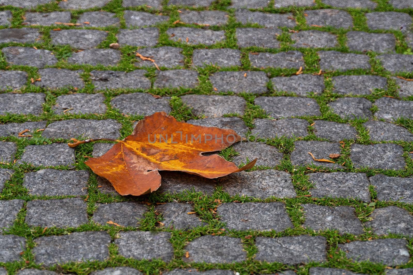 Dry maple leaf on the pavement during the autumn.