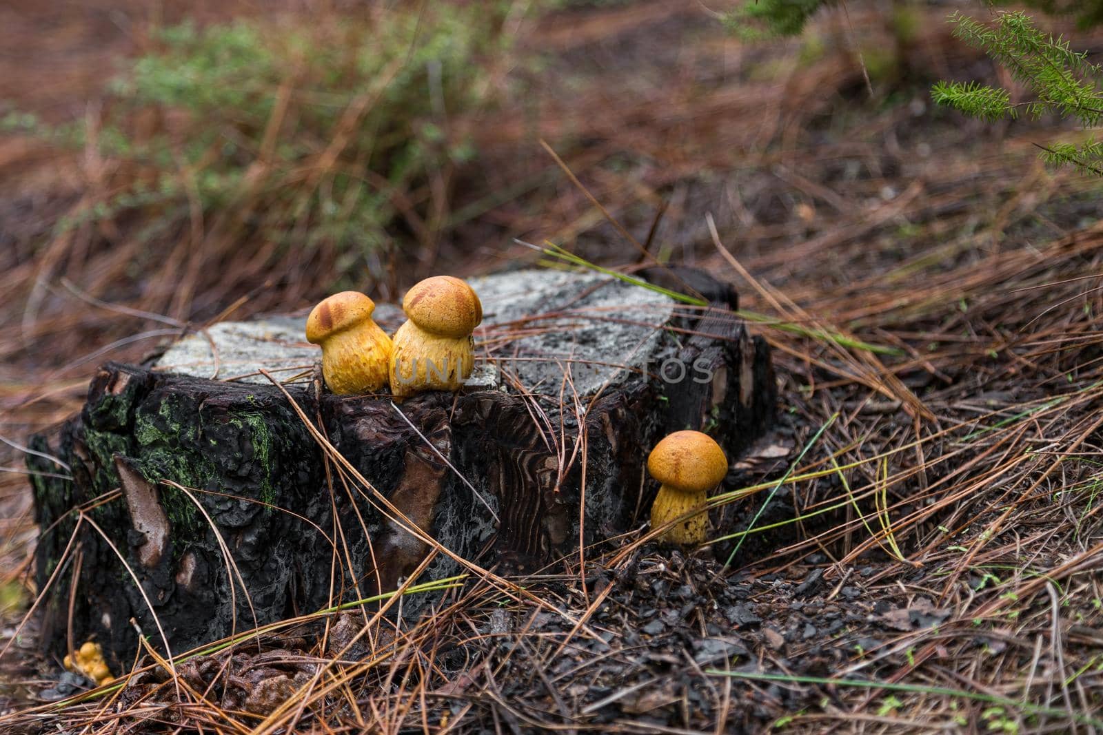 Group of poisonous inedible mushrooms on a stump among dry needles in the forest.