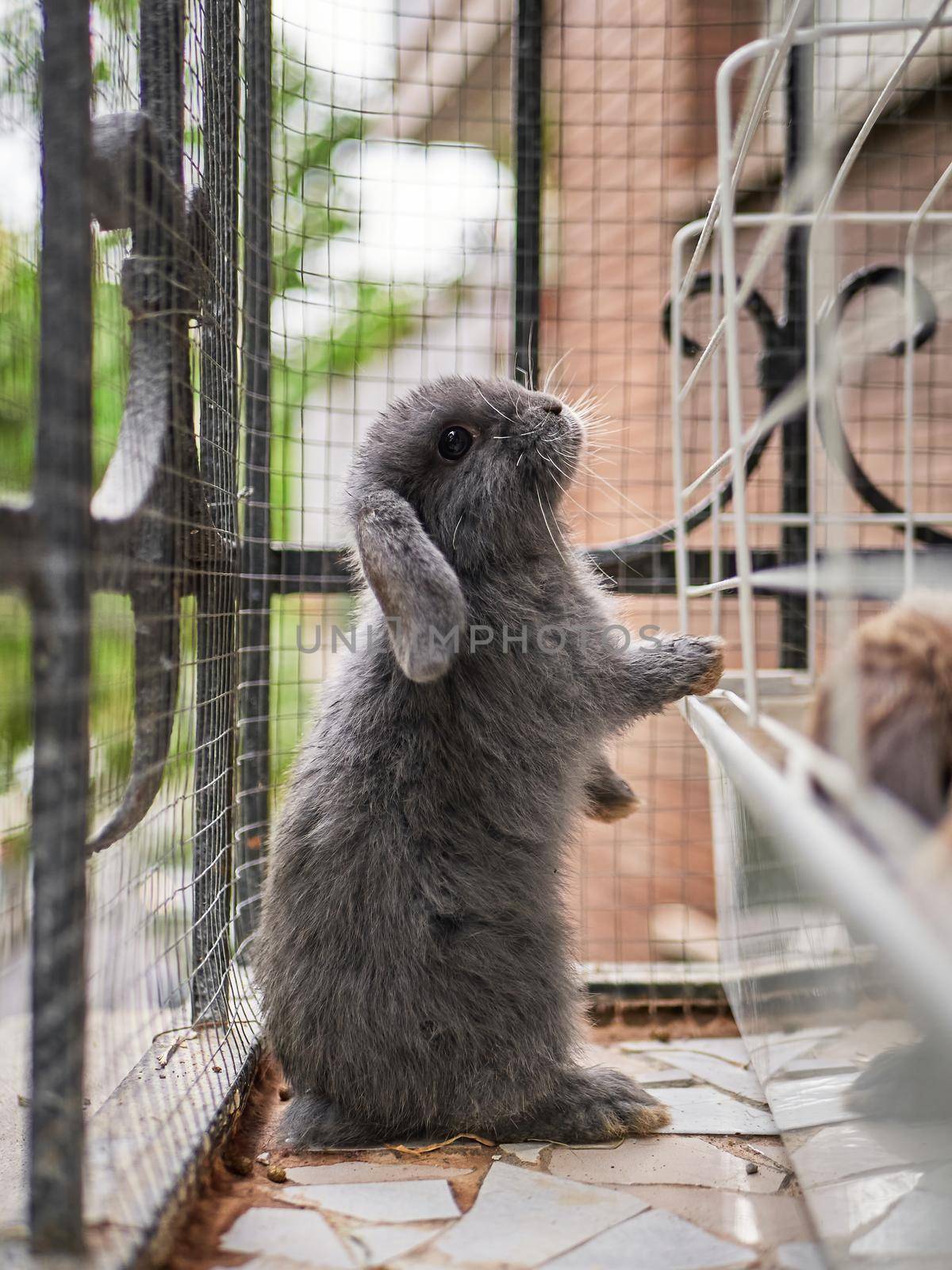 Grey rabbit standing on a balcony near the cage. Home pet care concept.