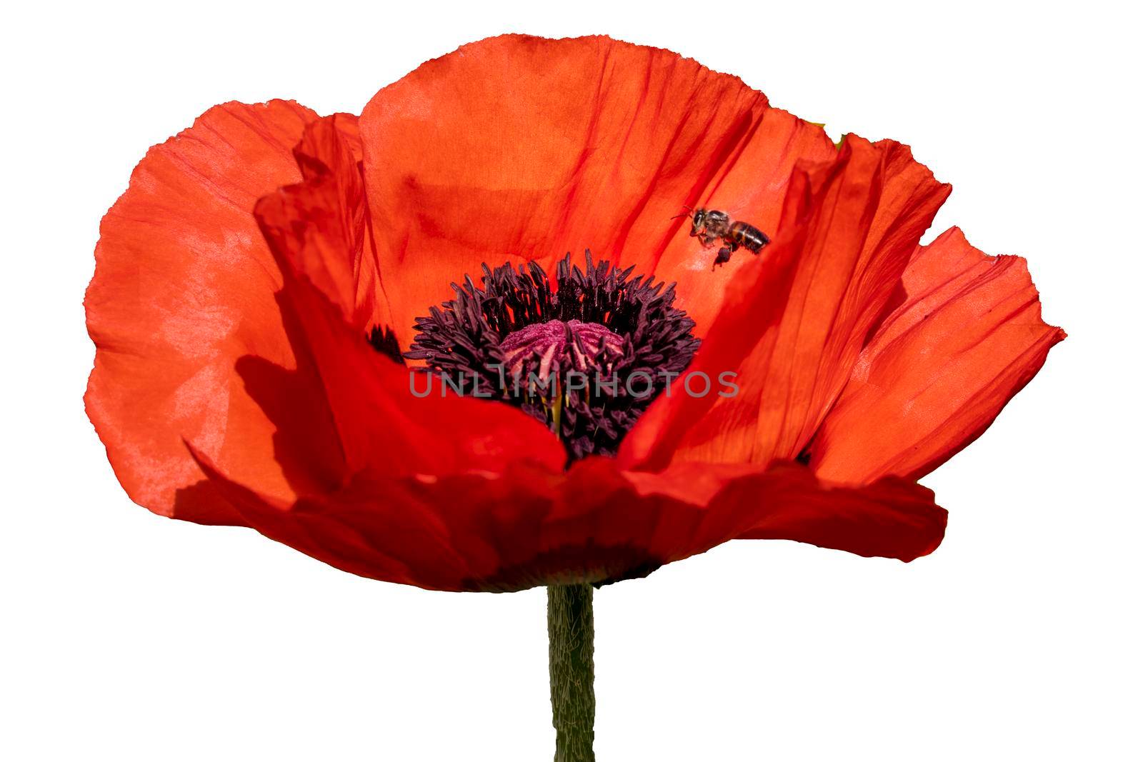 Poppy red flower isolated on a white background. Isolate inflorescence of garden poppy. Totally open flower