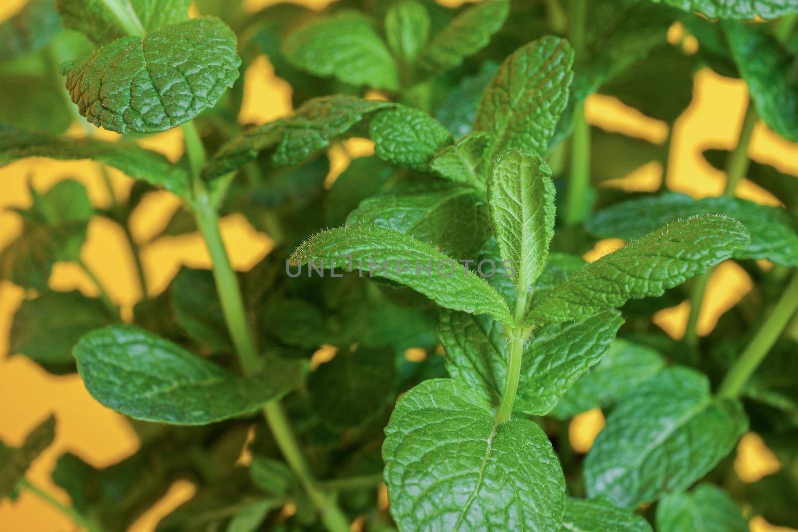 Close-up of mint leaves at yellow background. Bush of fresh green organic peppermint growing at home. by apavlin