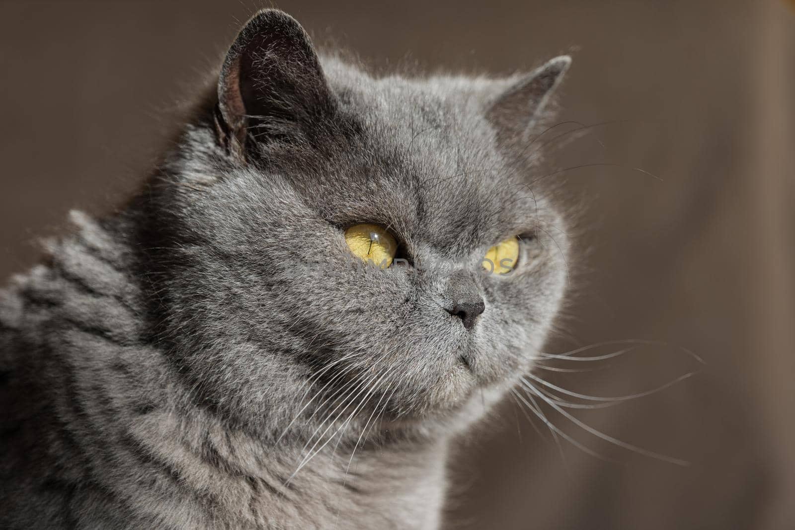 Gray British cat with yellow eyes, sunlit, looking to the side. Close-up, selective focus.
