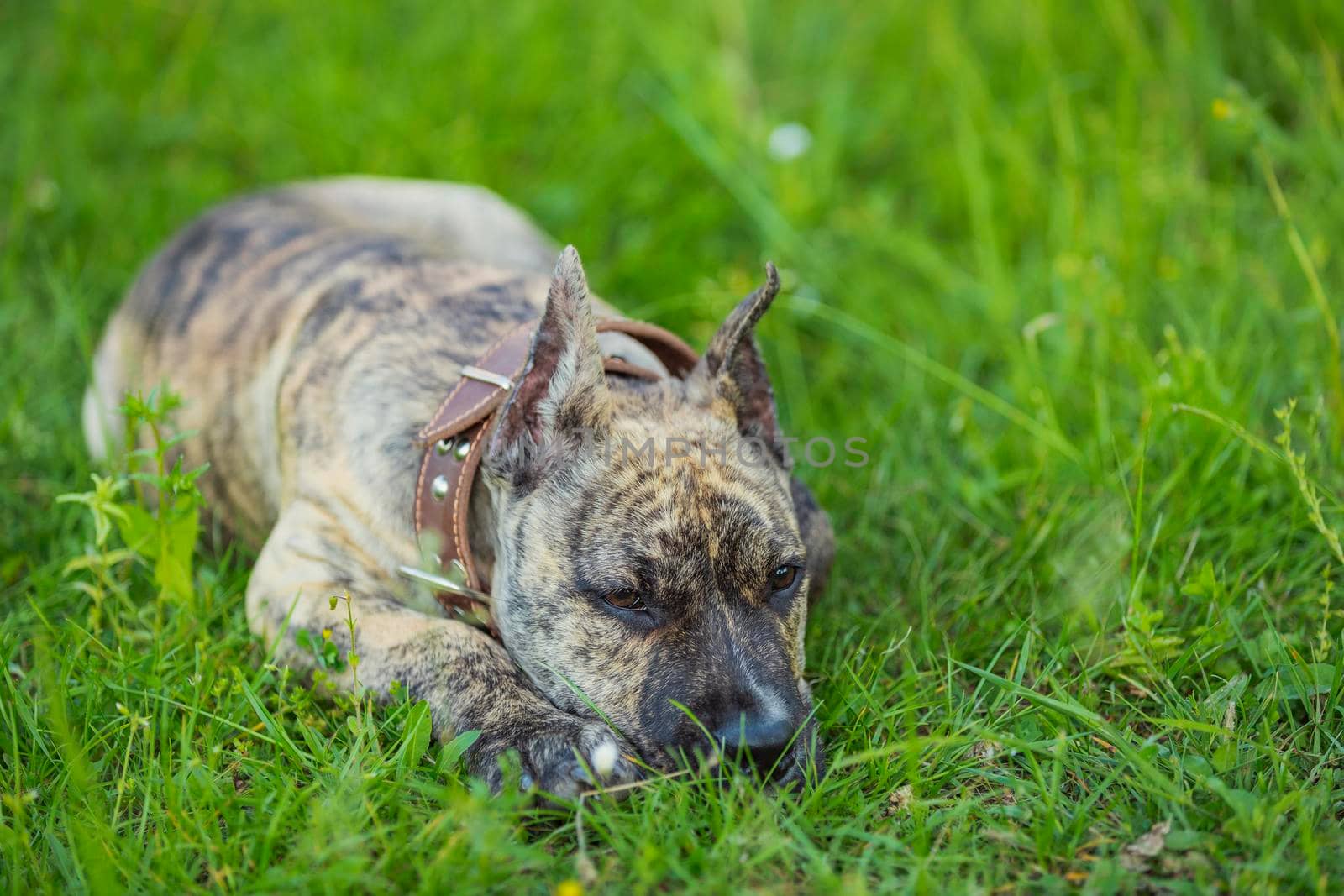 pit bull dog lies in the green grass